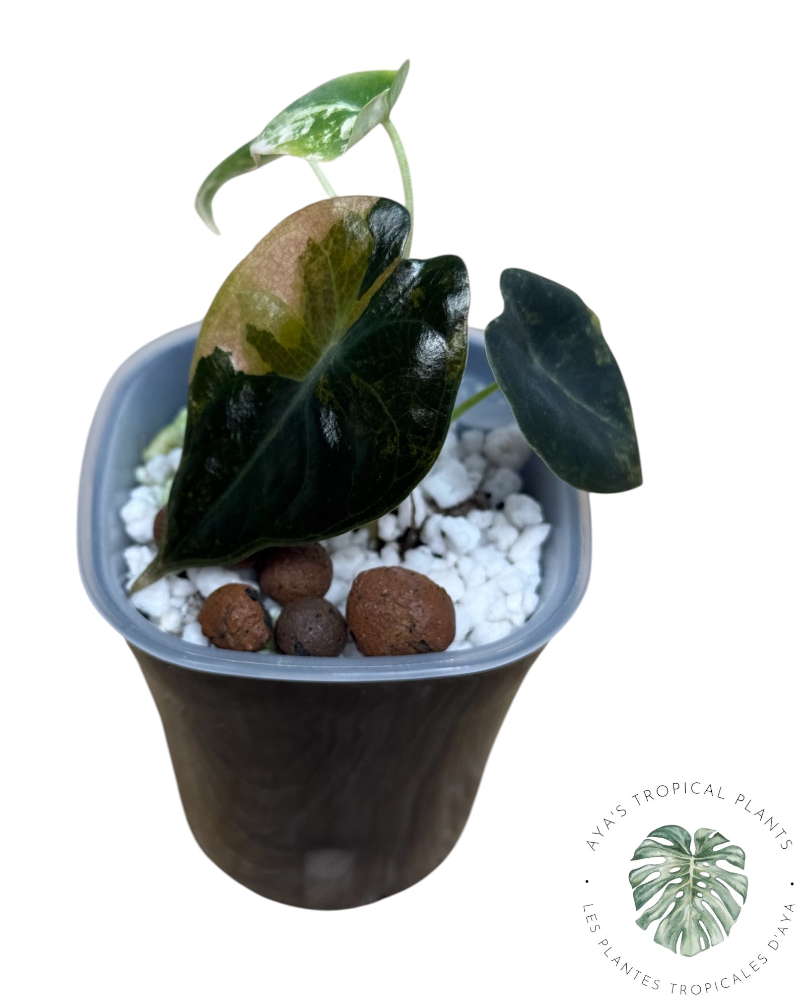 Alocasia Sedenii Aurea Variegated