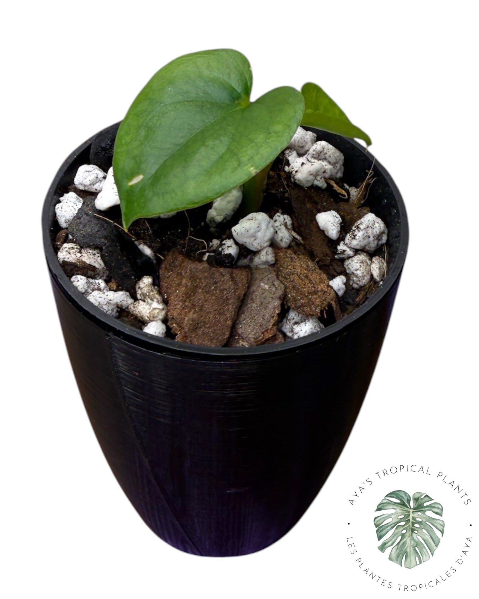 Anthurium Black Magic