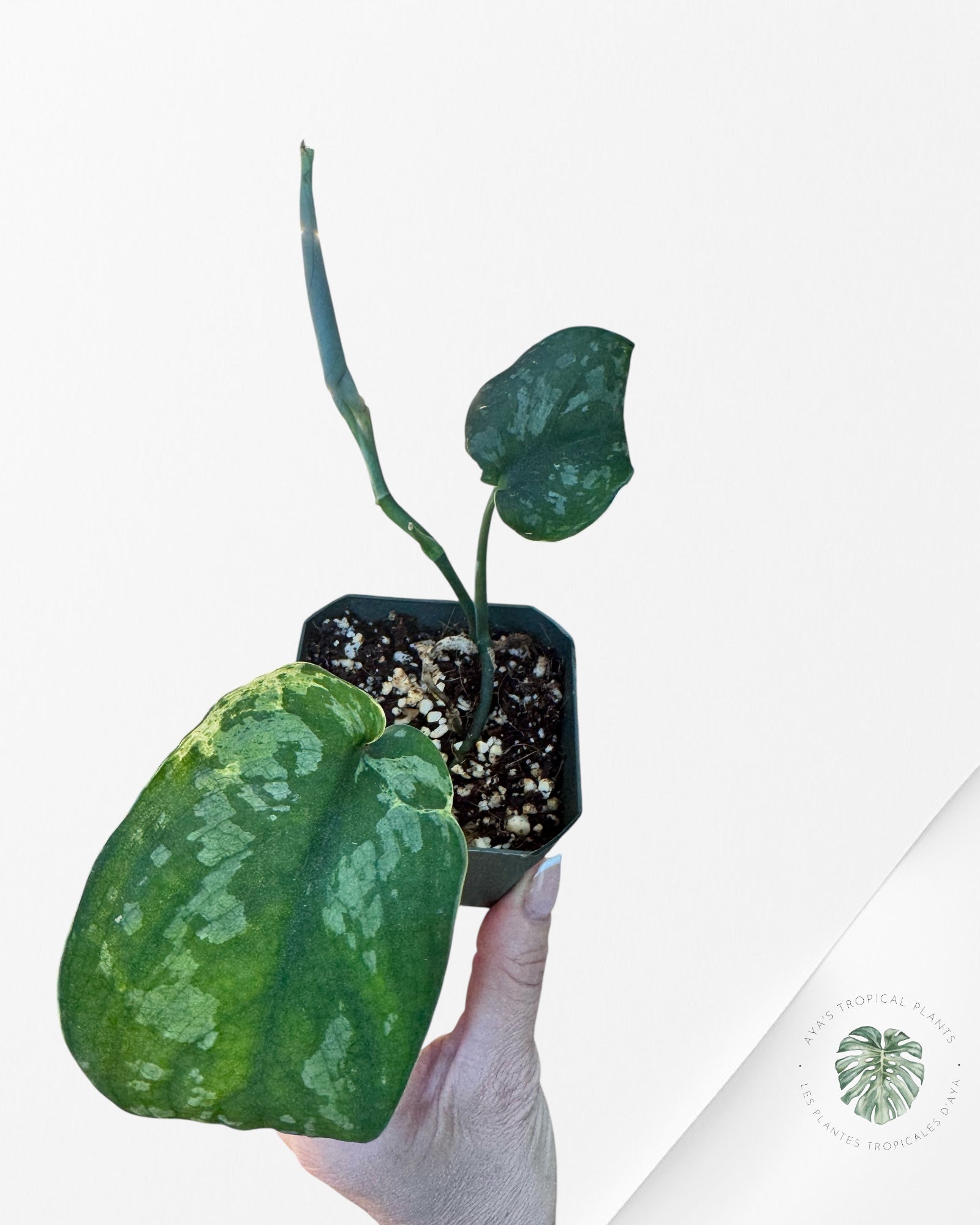 Scindapsus Exotica Mejile - LA3