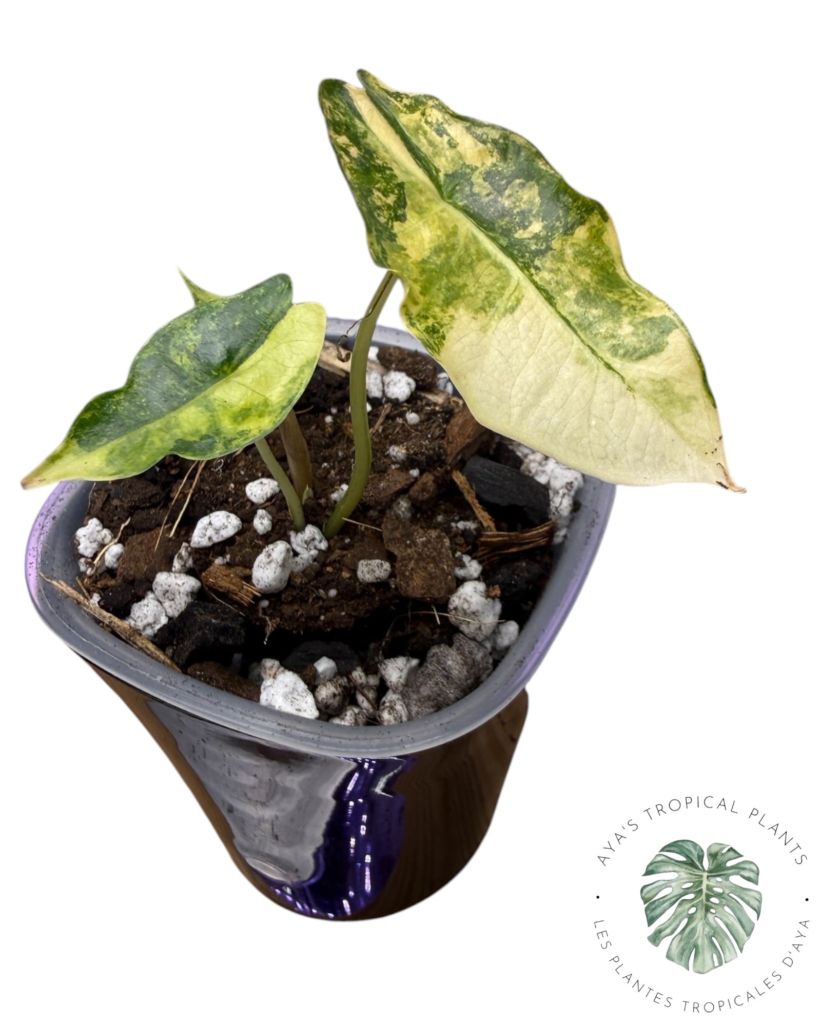 Alocasia Sanderiana ‘Bull’ Aurea Variegate
