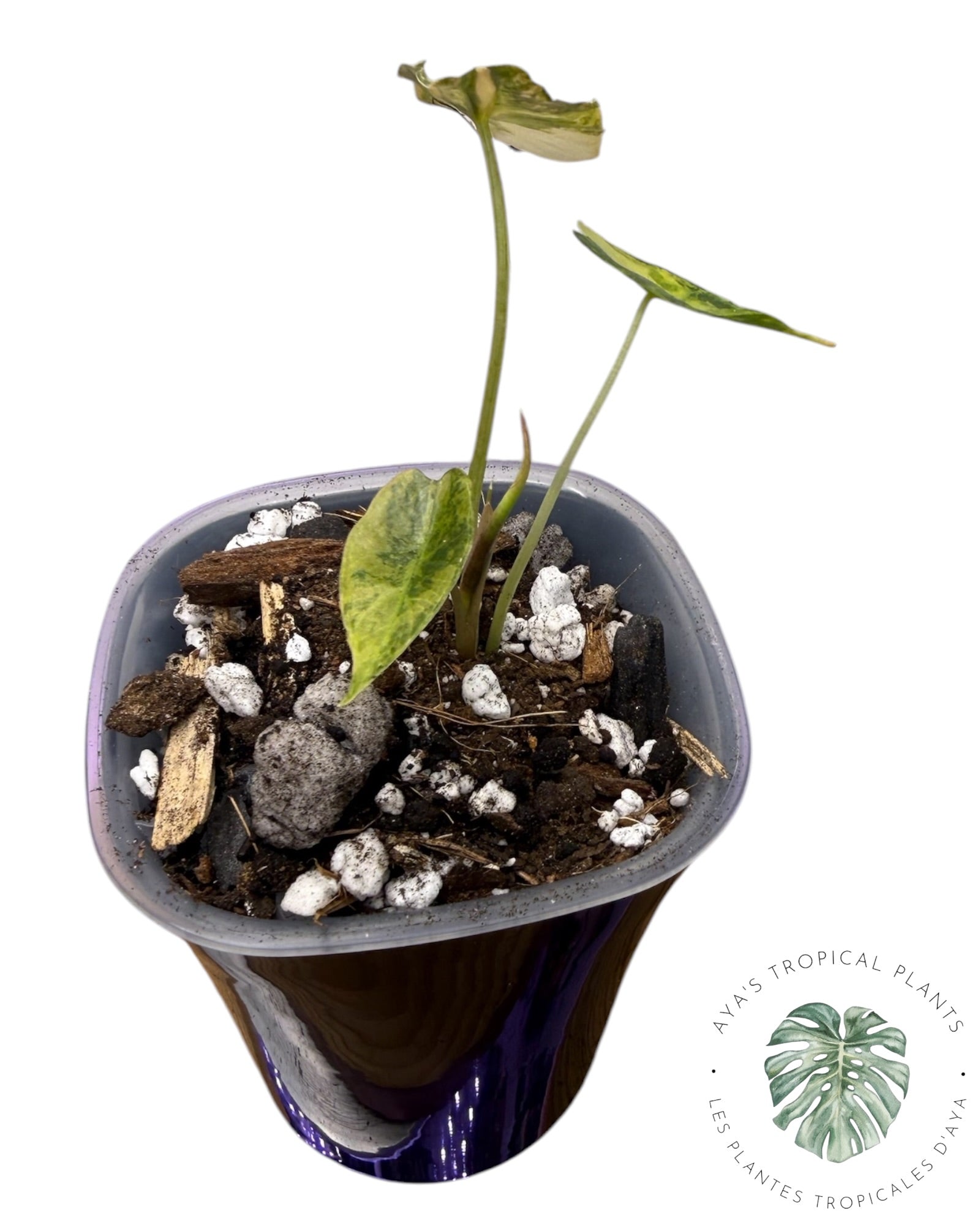 Alocasia Sanderiana ‘Bull’ Aurea Variegate