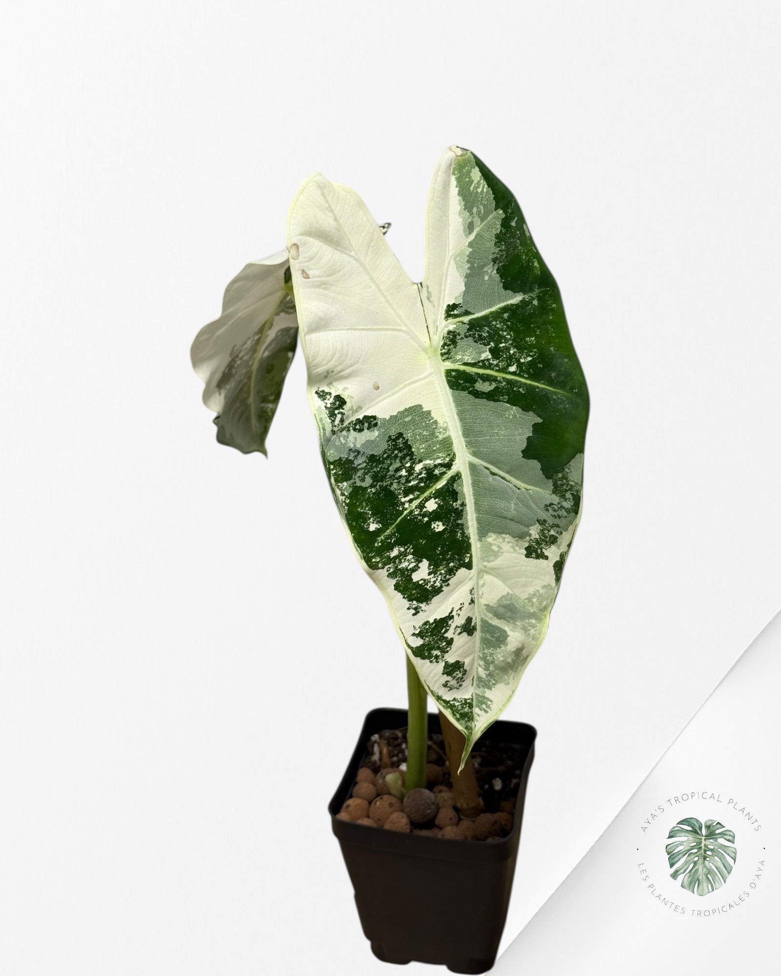 Alocasia Frydek Panaché - 90