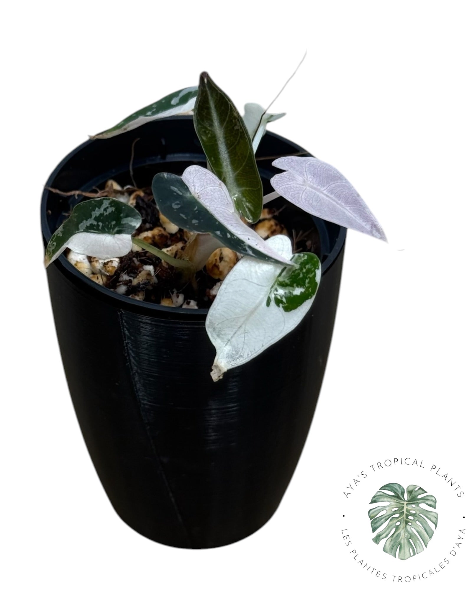 Alocasia Bambino Pink Variegated