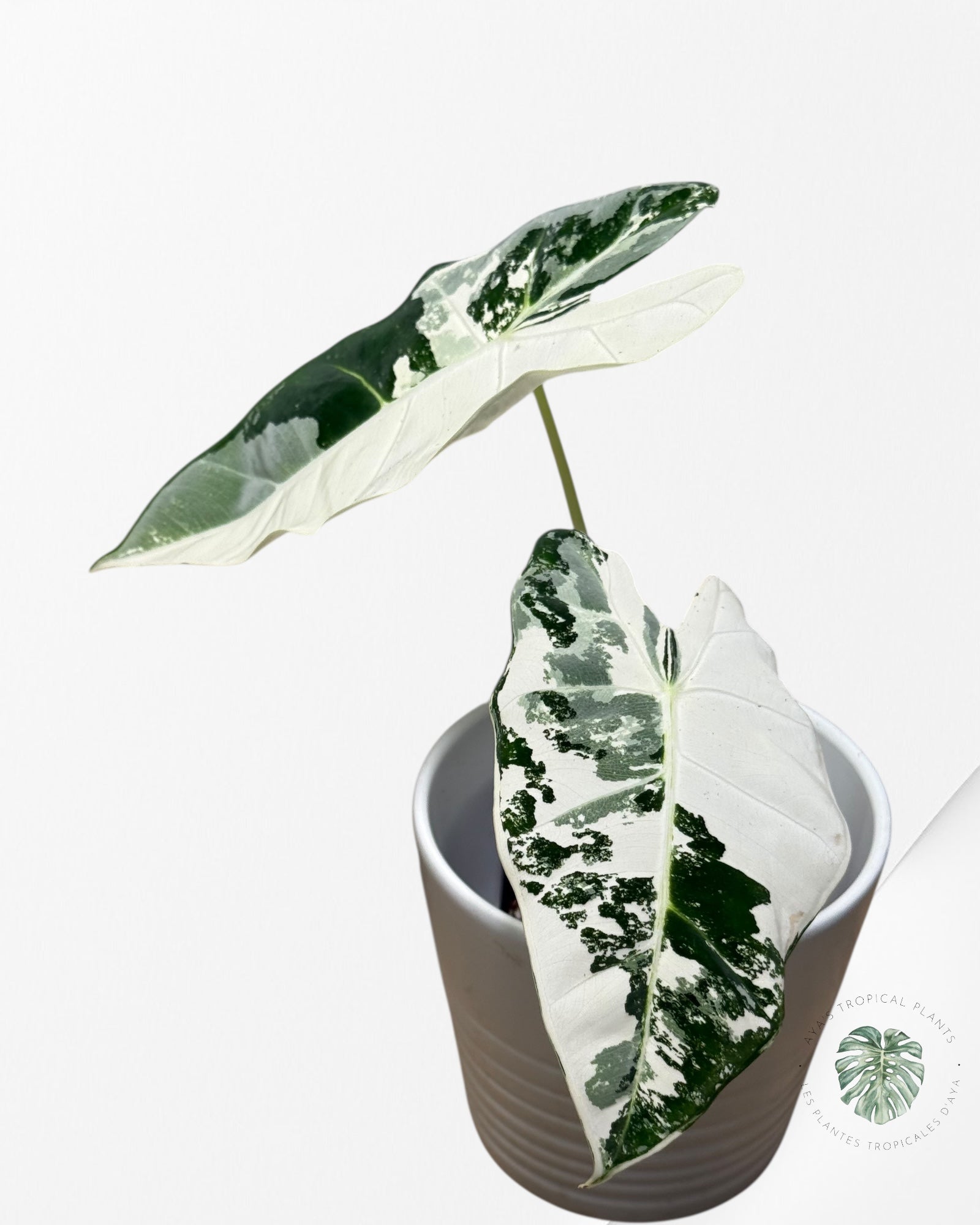Alocasia Frydek Panaché - 93
