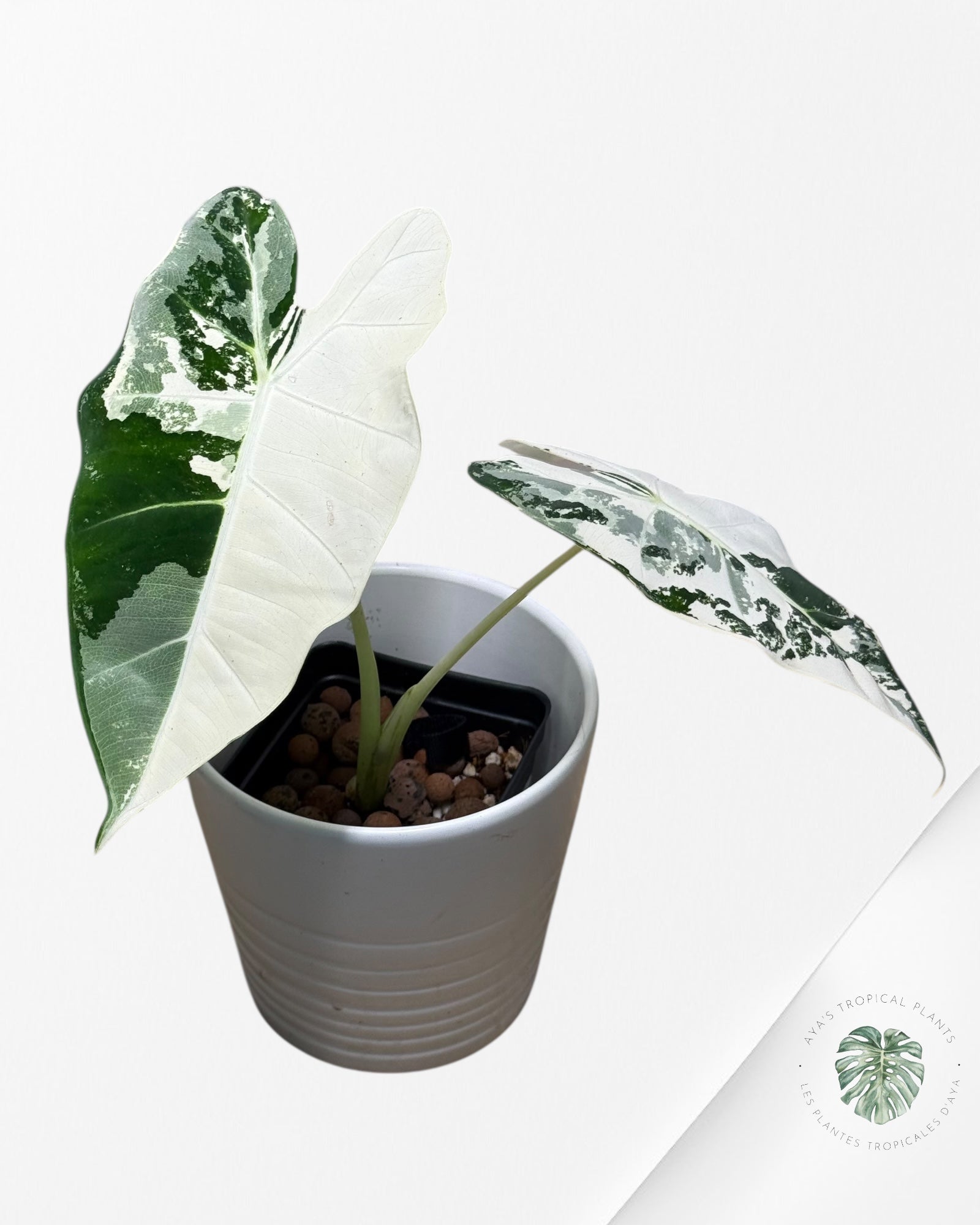 Alocasia Frydek Panaché - 93