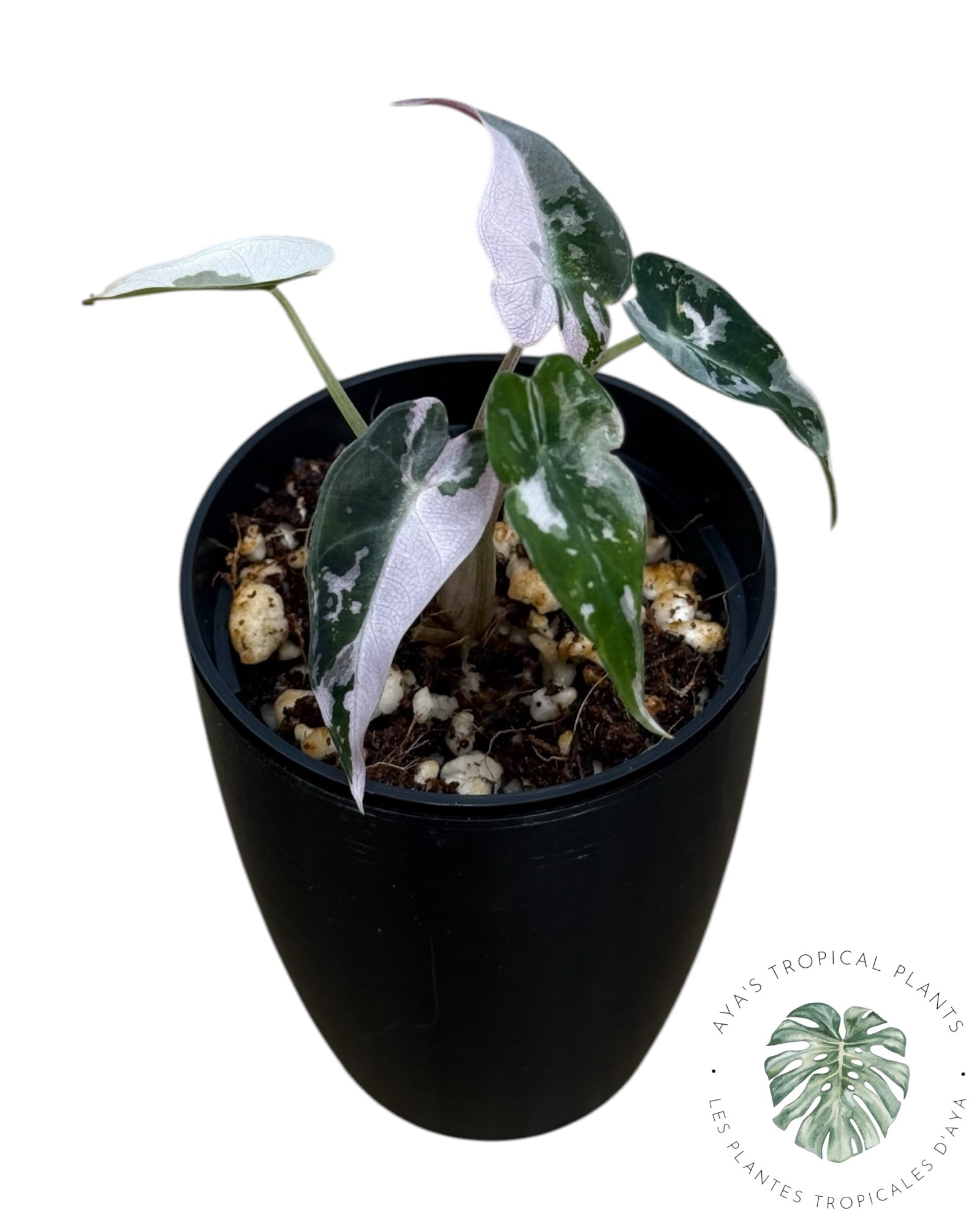 Alocasia Bambino Pink Variegated