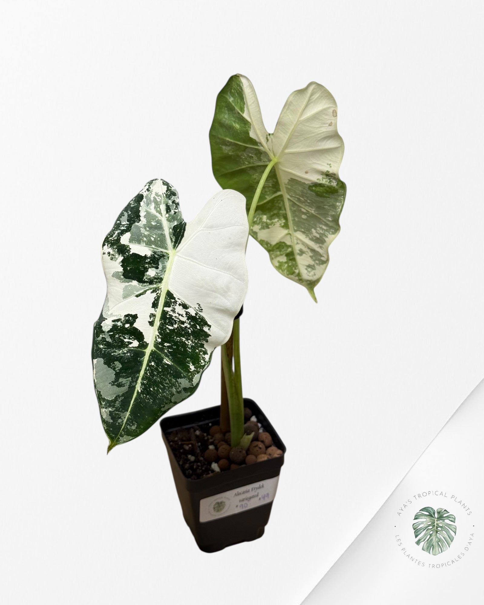 Alocasia Frydek Panaché - 90