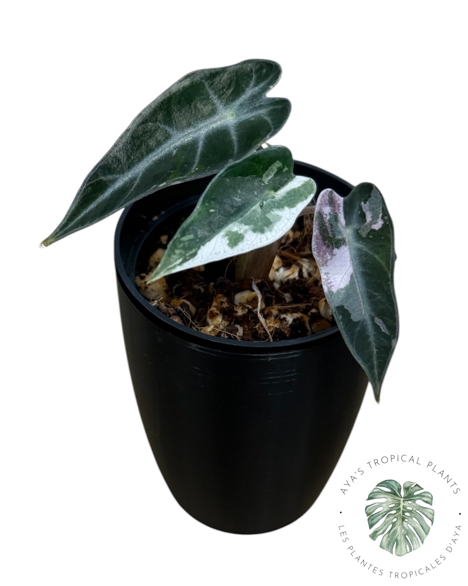 Alocasia Bambino Pink Variegated