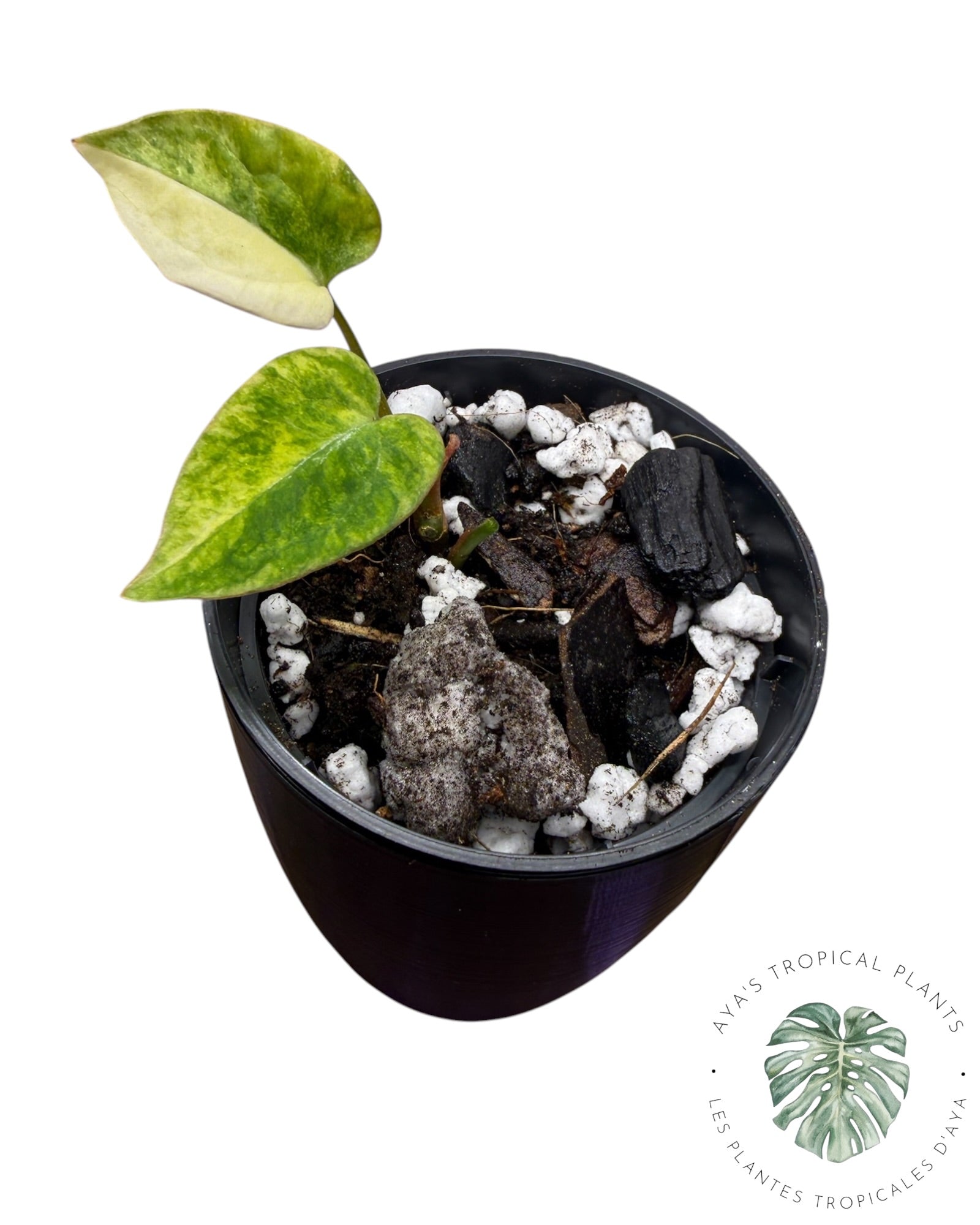 Anthurium Papillilaminum X Magnificum Variegated