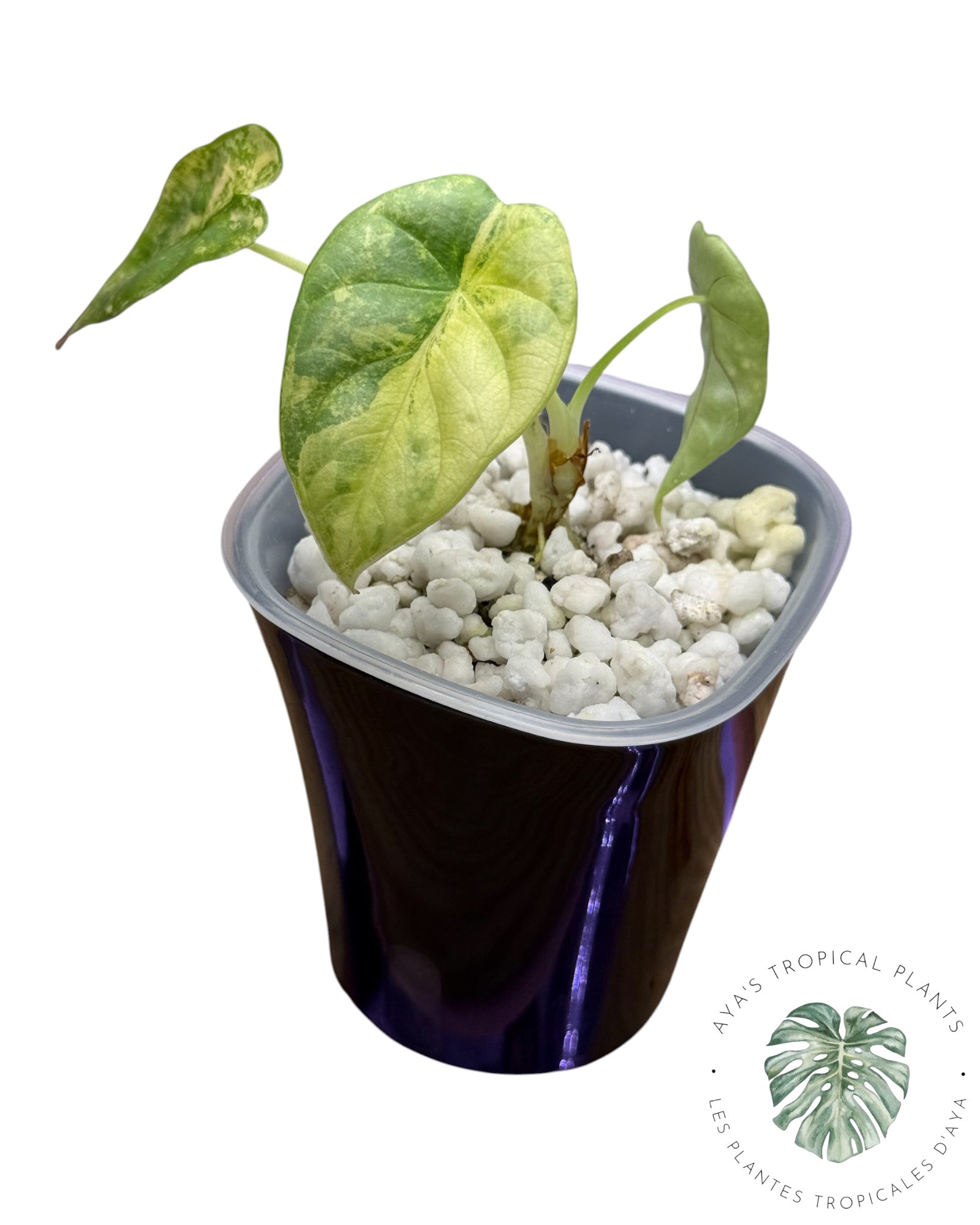 Alocasia Silver Dragon Aurea Variegated