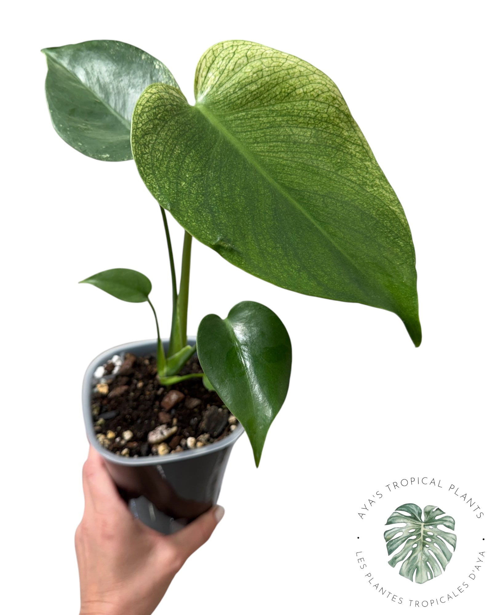 Monstera Deliciosa 'Devil Monster'