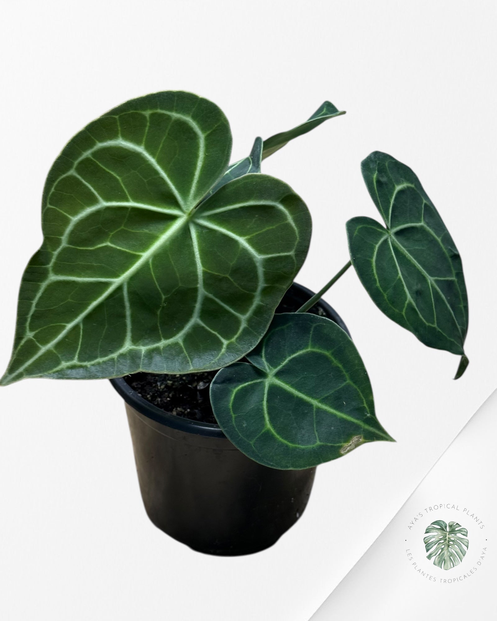 Anthurium Magnificum x Crystallinum -20