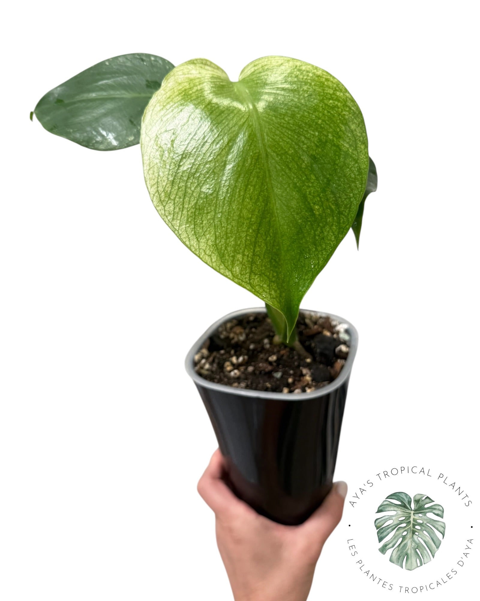 Monstera Deliciosa 'Devil Monster'