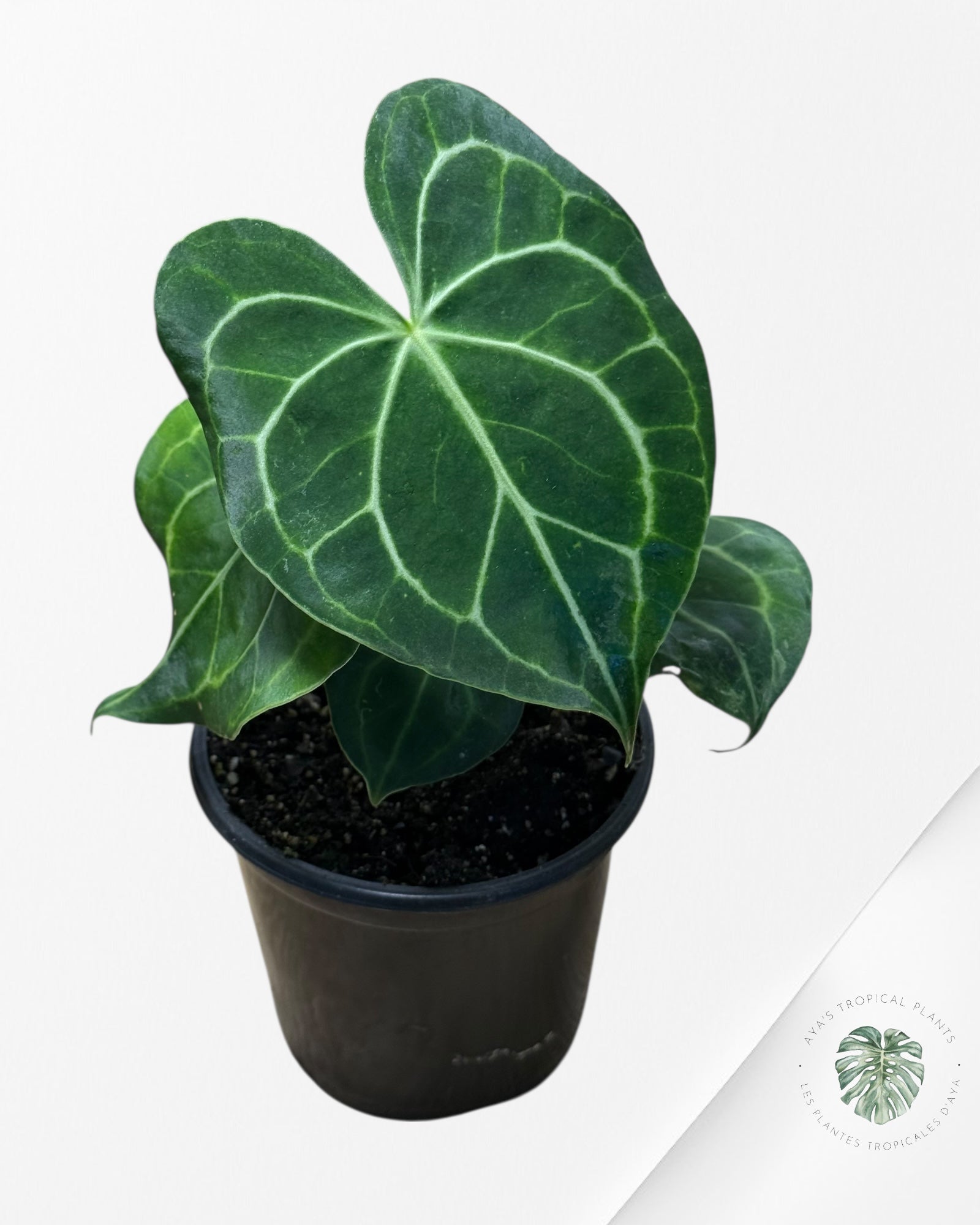 Anthurium Magnificum x Crystallinum -19