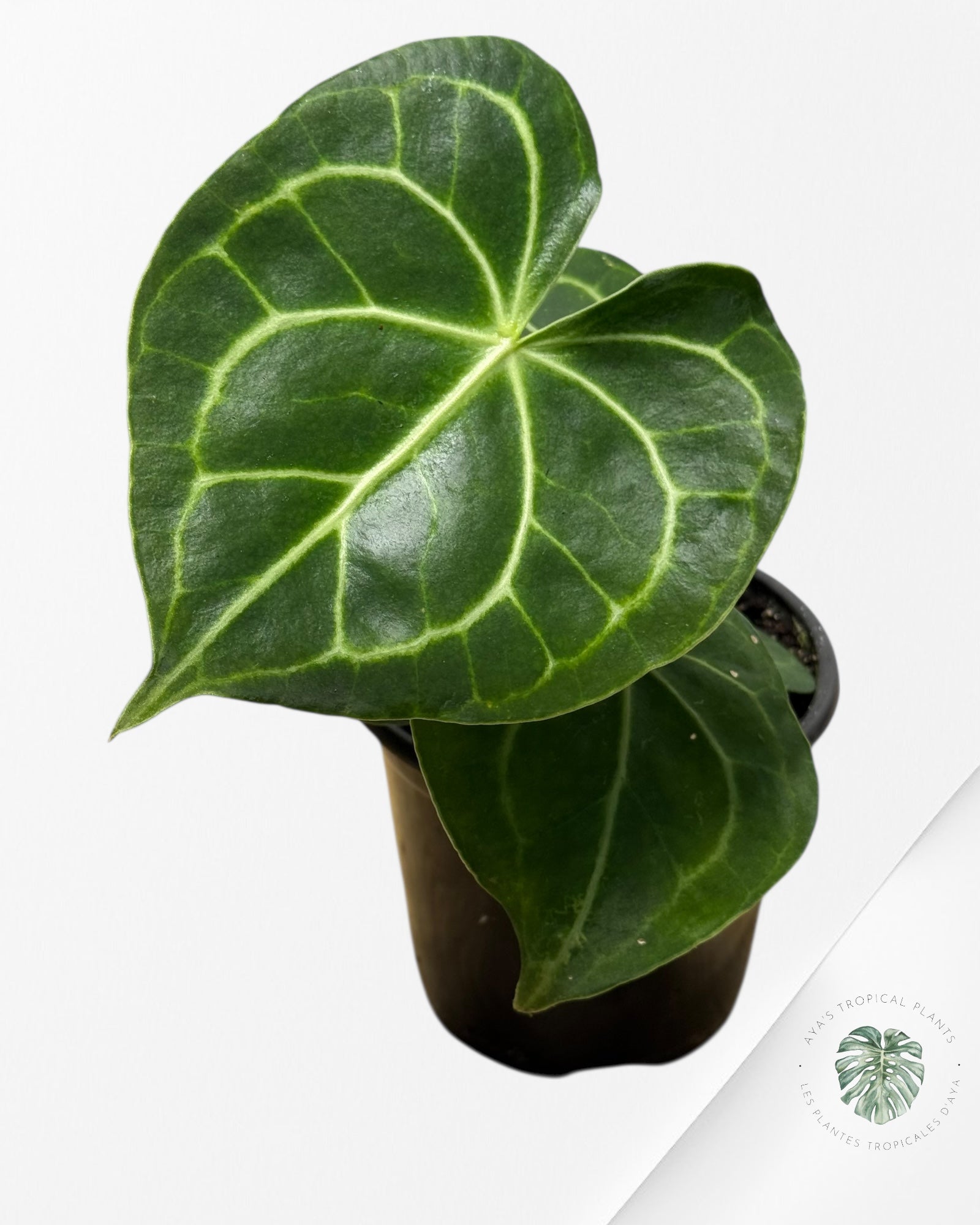 Anthurium Magnificum x Crystallinum -18