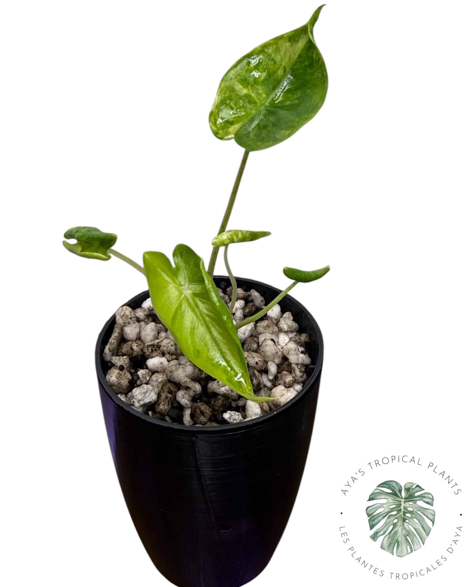Alocasia Macrorrhizos ‘Shock Treatment’ Panaché