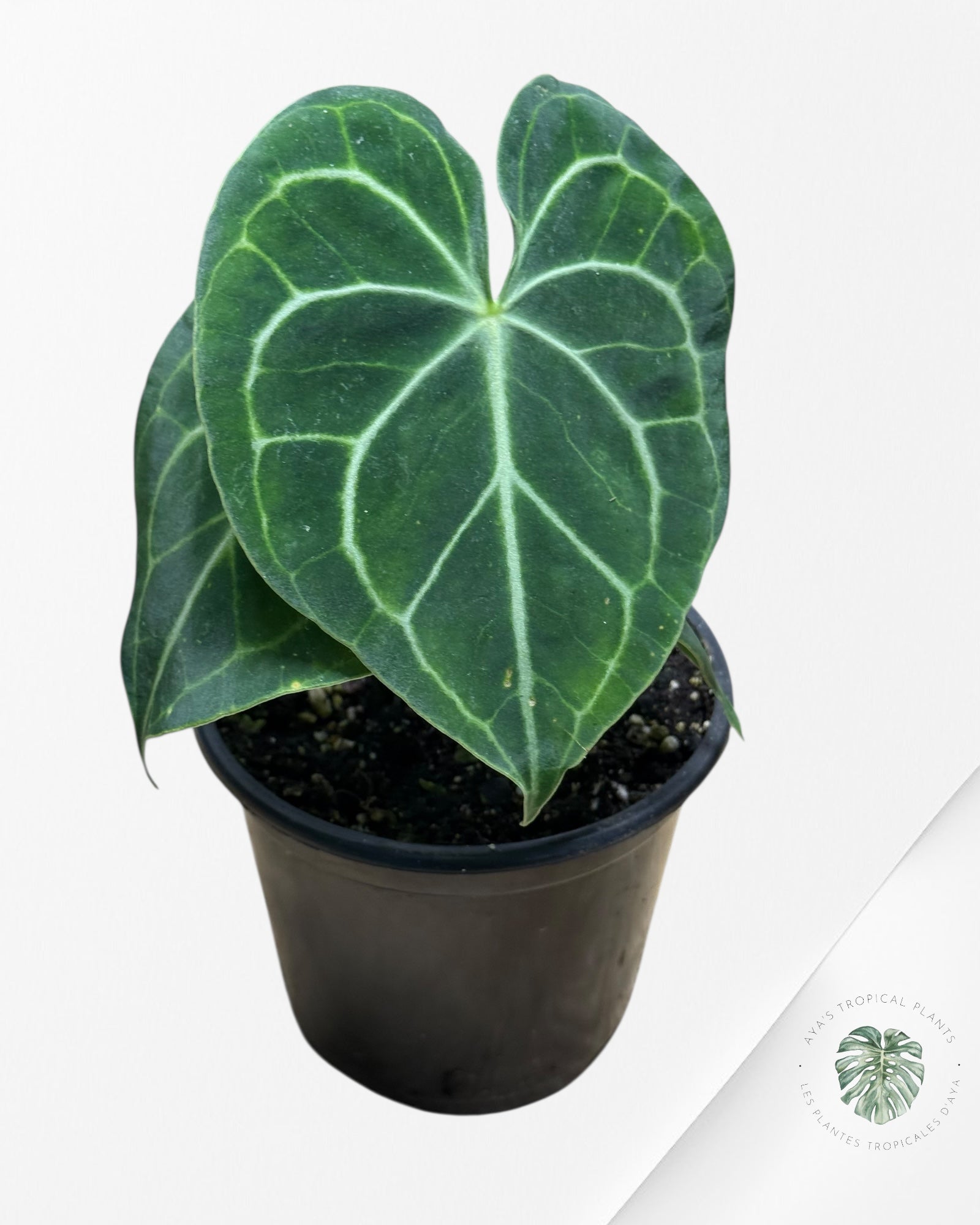Anthurium Magnificum x Crystallinum -17