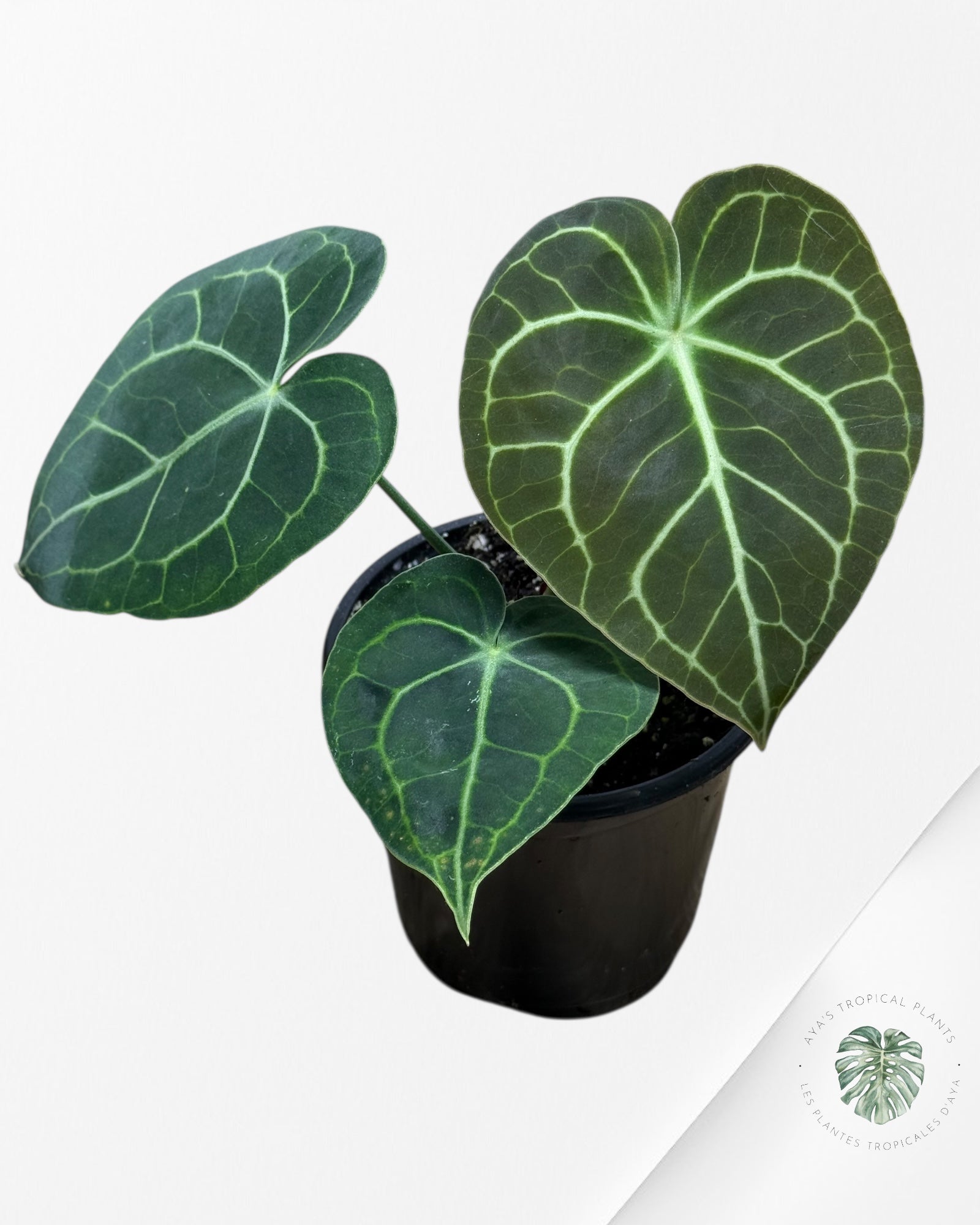 Anthurium Magnificum x Crystallinum -16