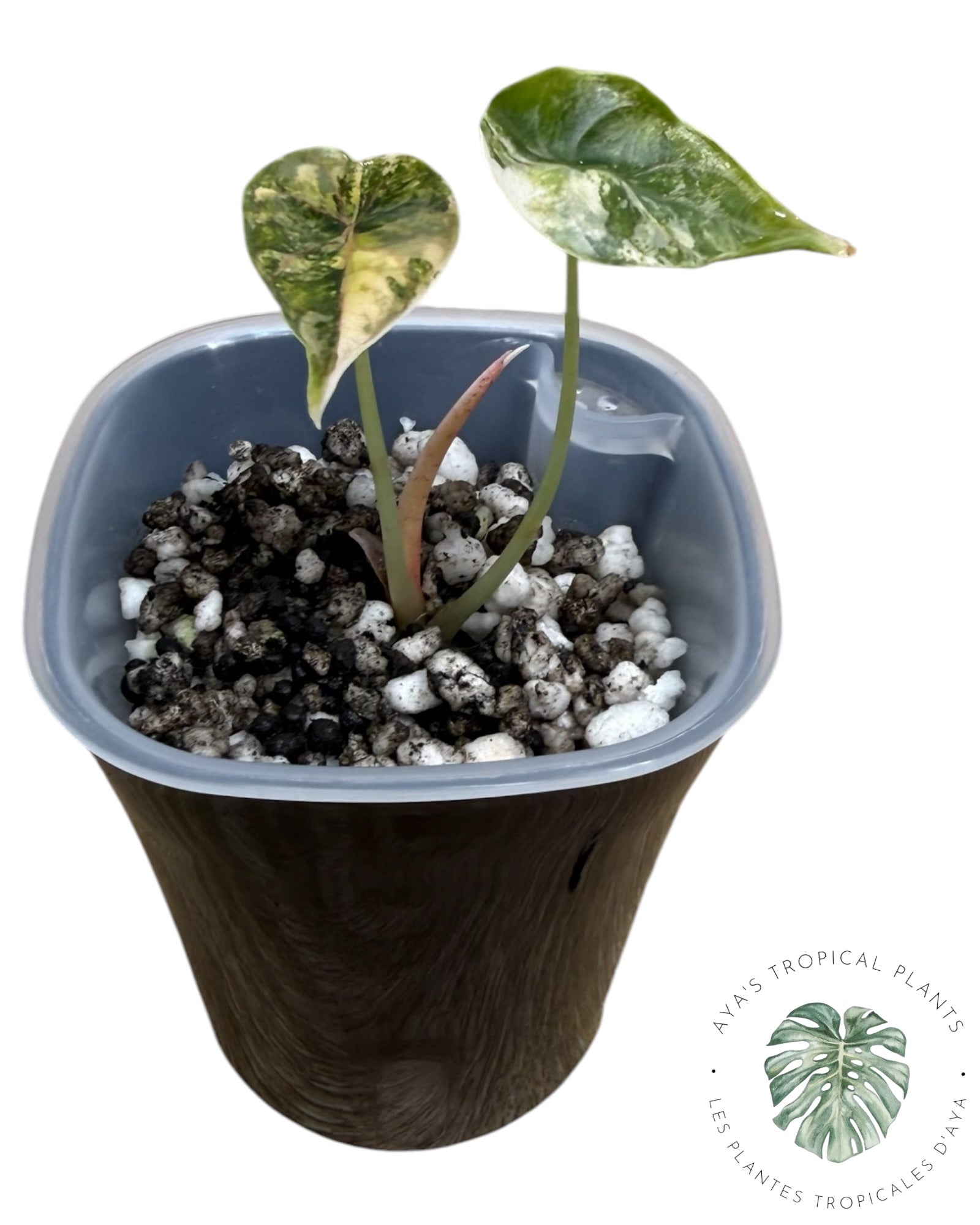 Alocasia Azlanii Aurea Variegated