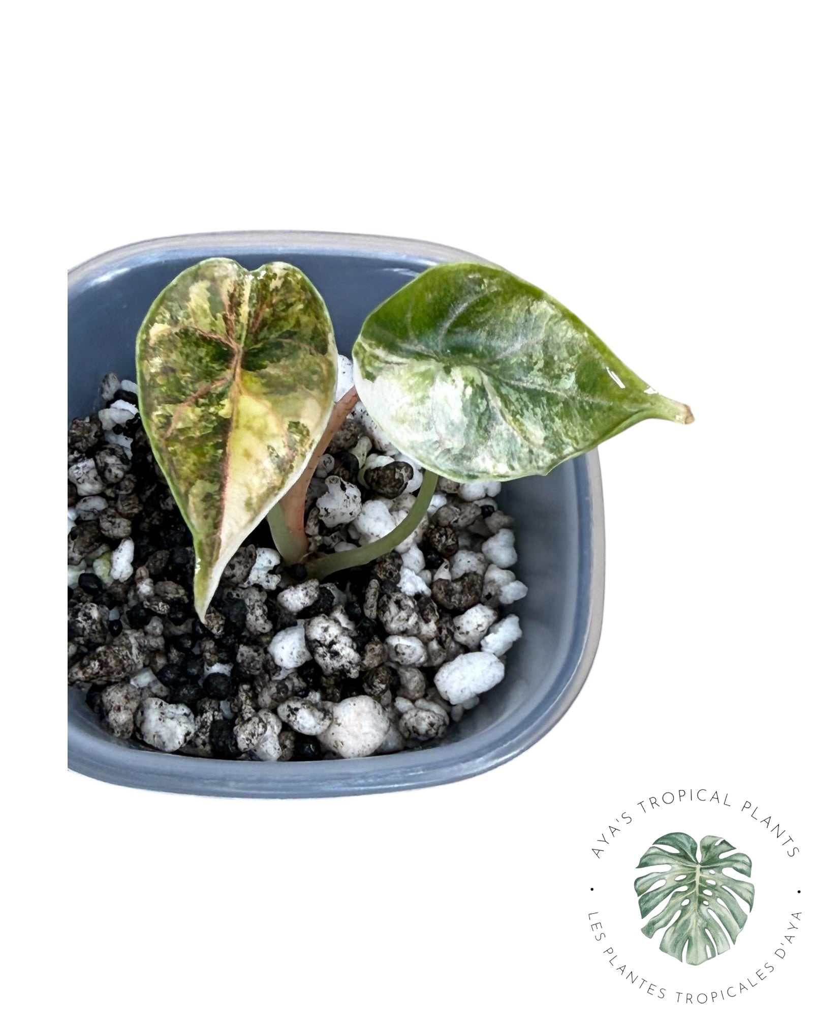 Alocasia Azlanii Aurea Variegated