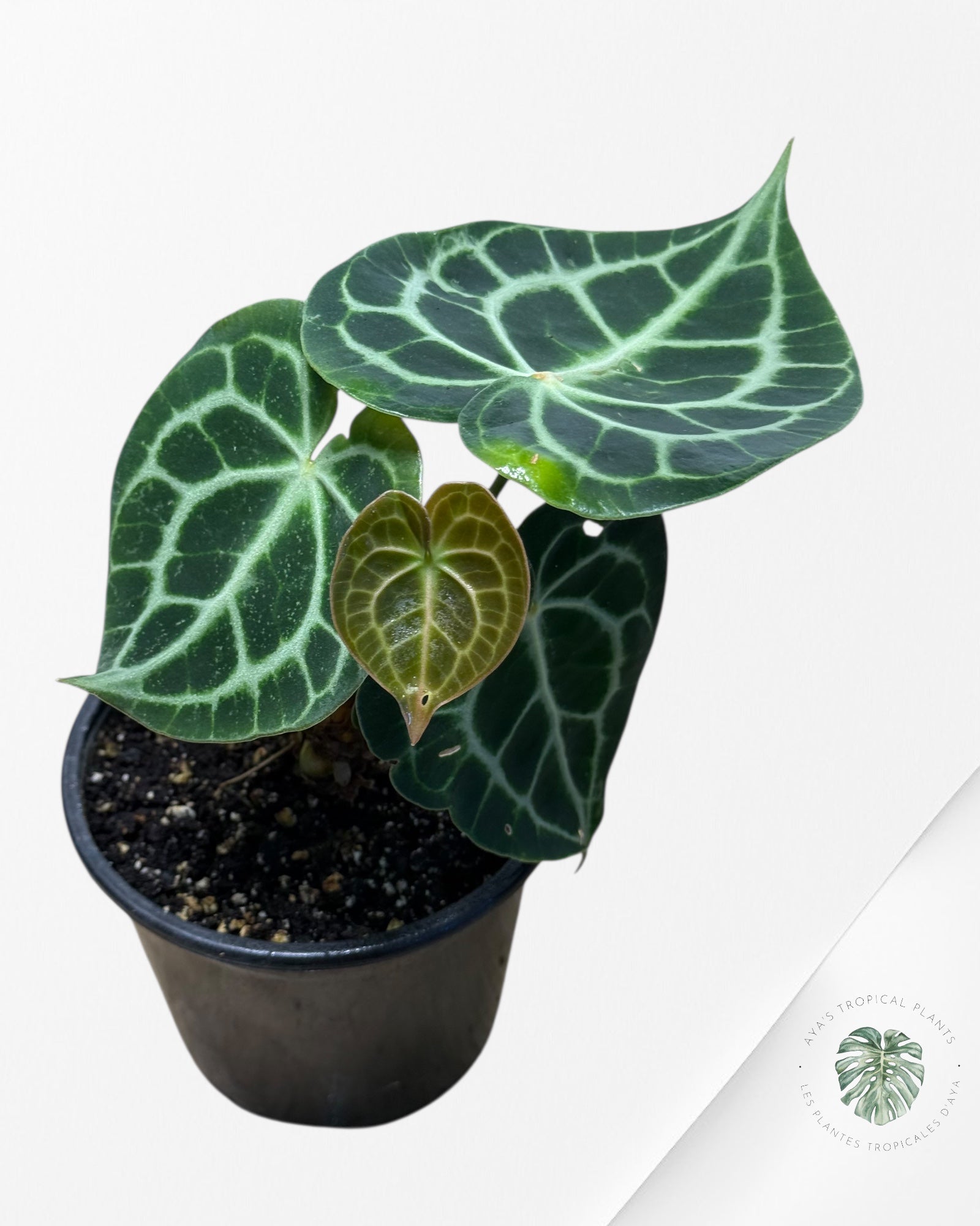 Anthurium Clarinervium ROI - 24