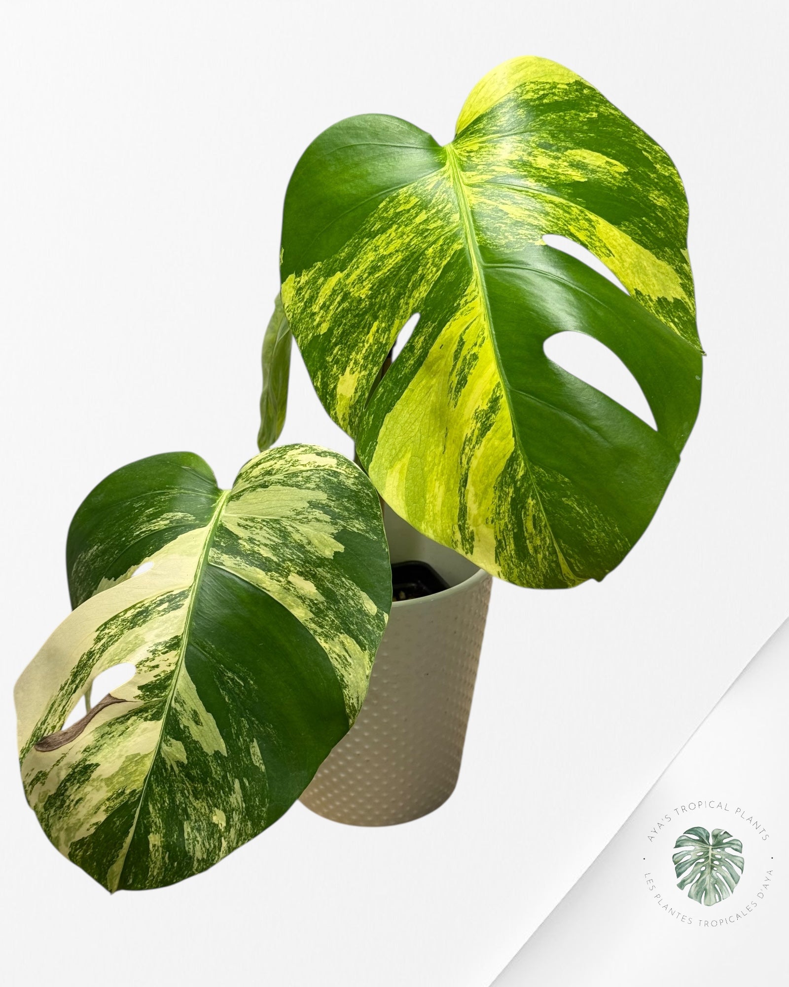 Monstera Aurea - A
