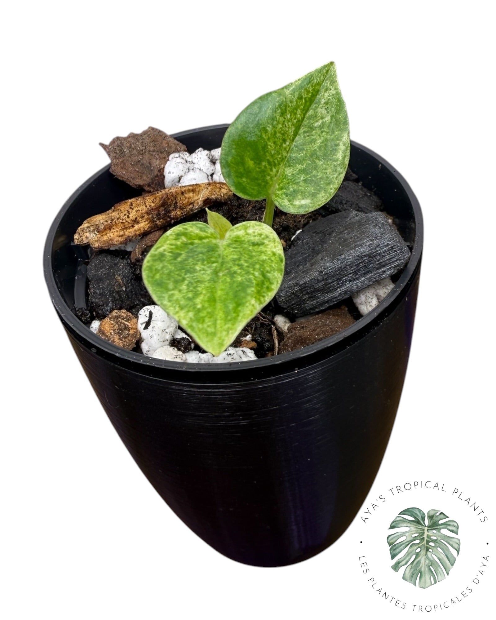 Anthurium Hookeri Albo Panaché