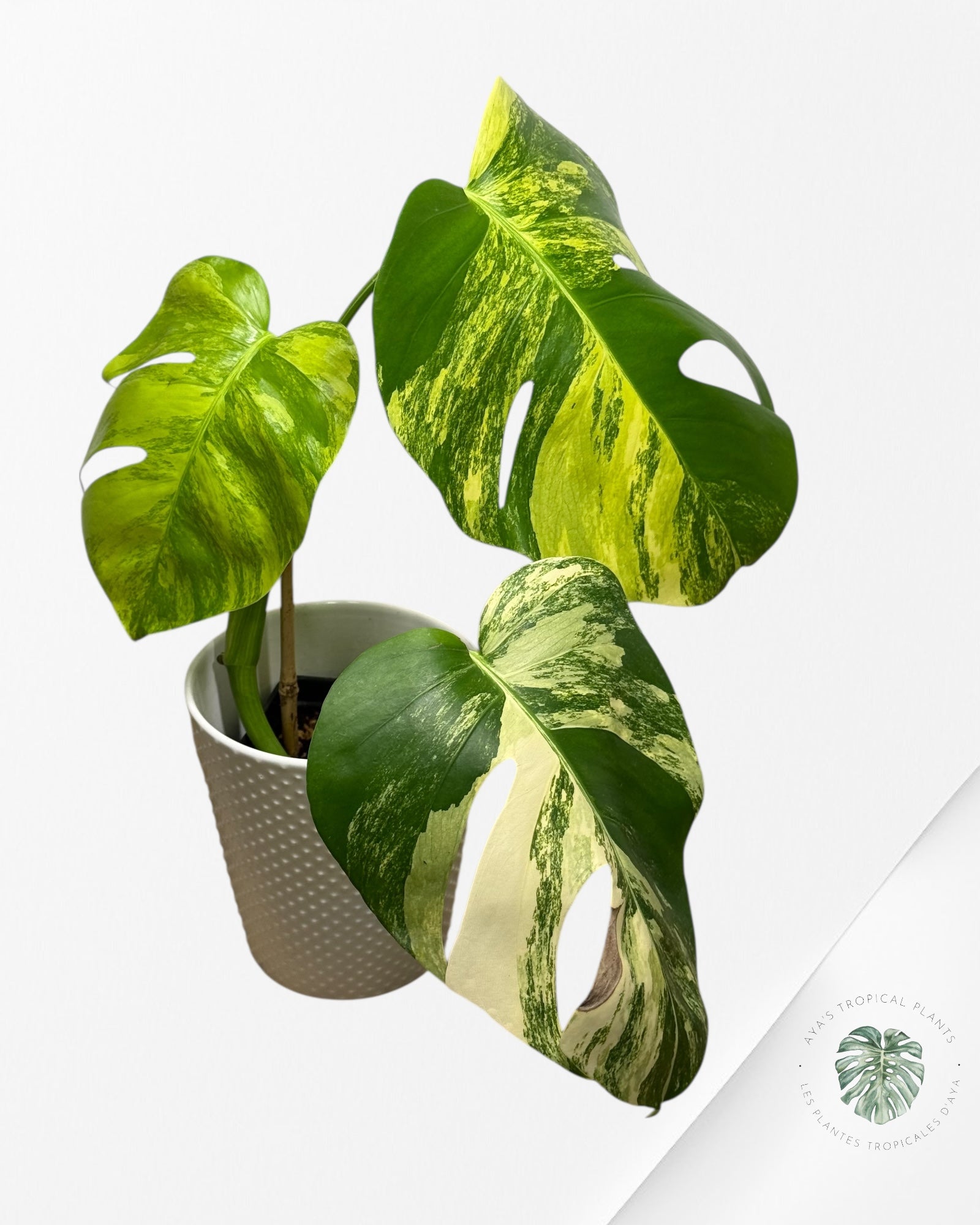 Monstera Aurea - A
