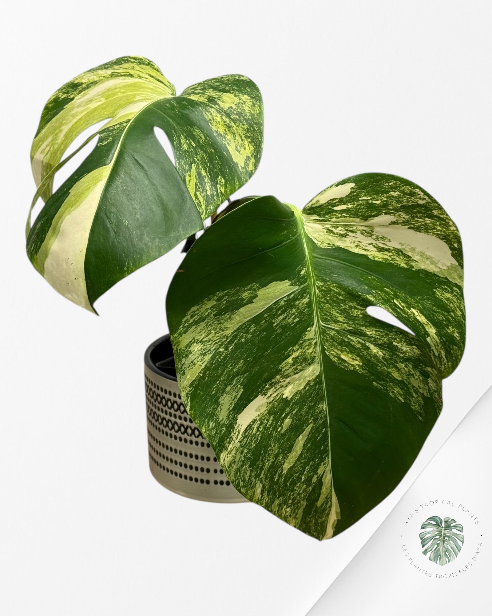 Monstera Aurea - B