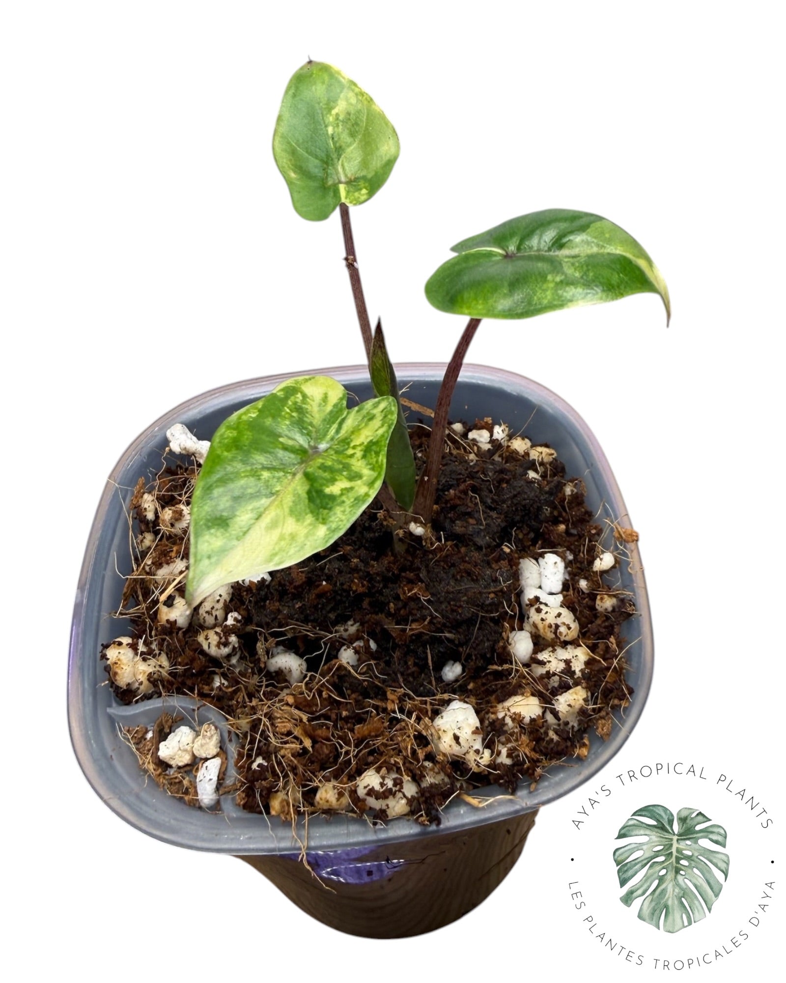 Alocasia Yucatan Aurea Panaché