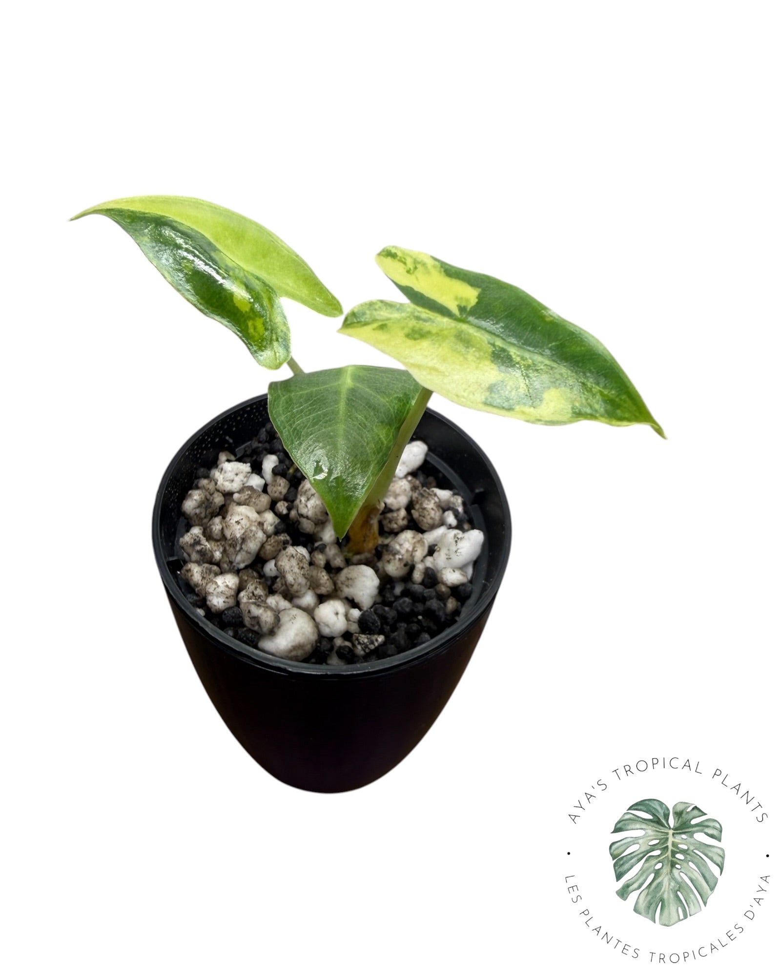 Alocasia Sarian Aurea