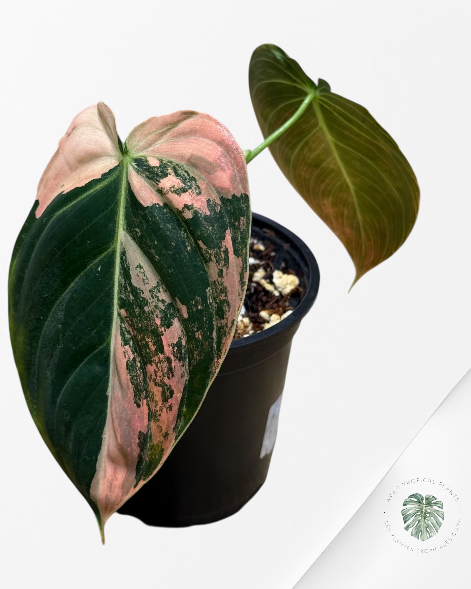 Philodendron Melanochrysum Orange (Bonfire)