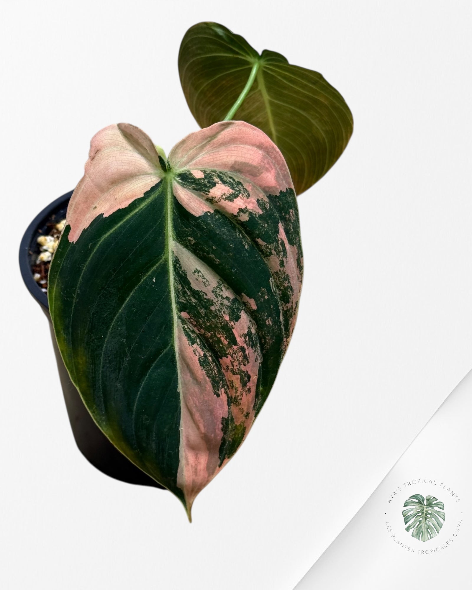Philodendron Melanochrysum Orange (Bonfire)