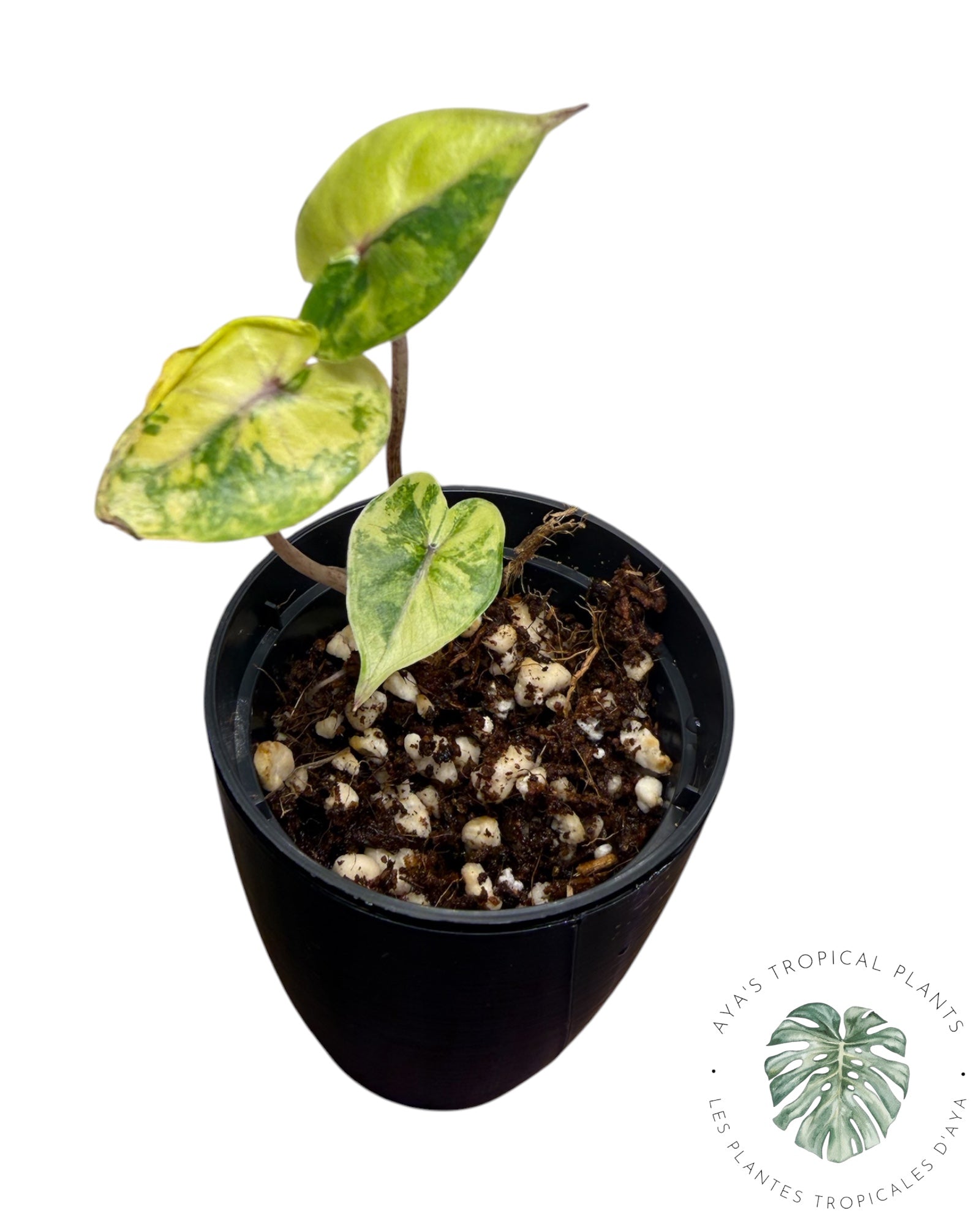 Alocasia Yucatan Aurea Variegated