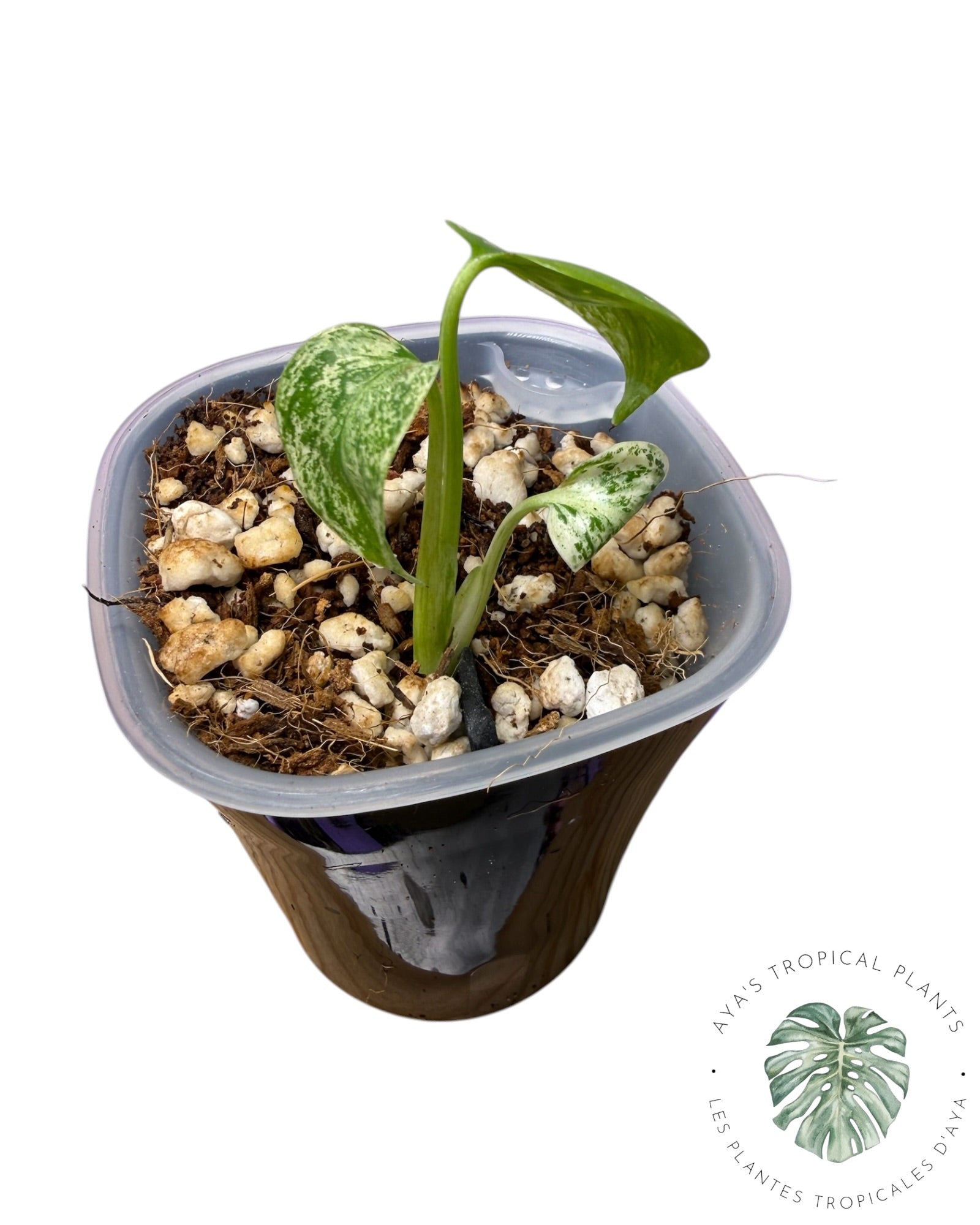 Monstera Deliciosa Starlight