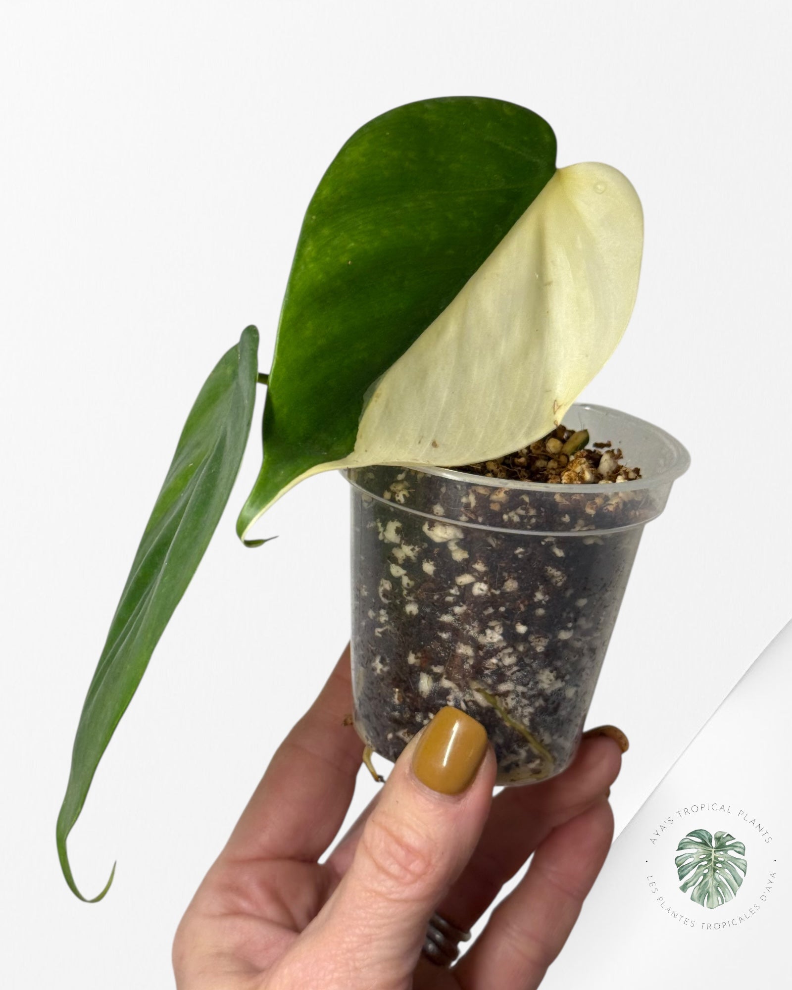 Philodendron Hederaceum Albo Variegated