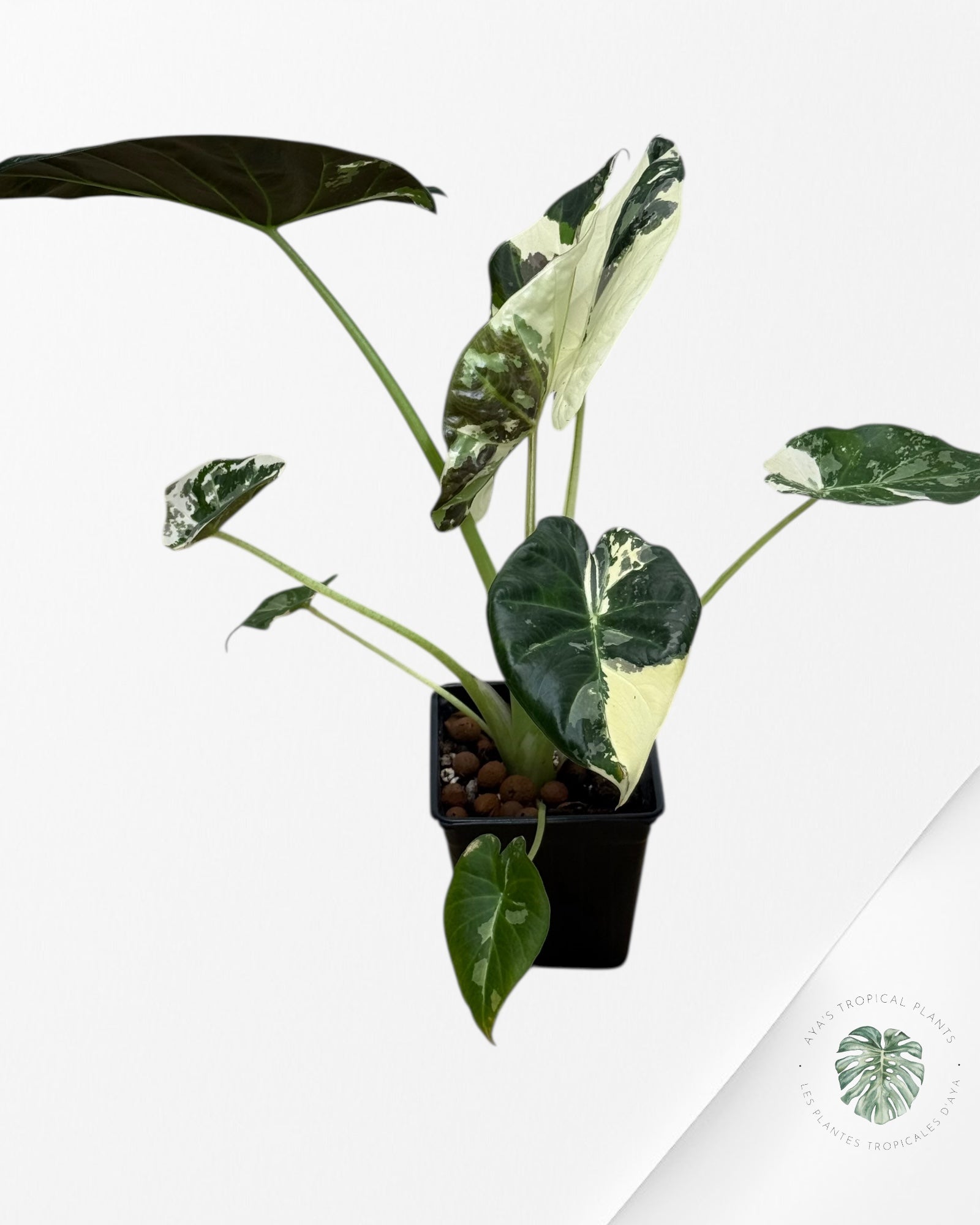 Alocasia Regal Shield Albo