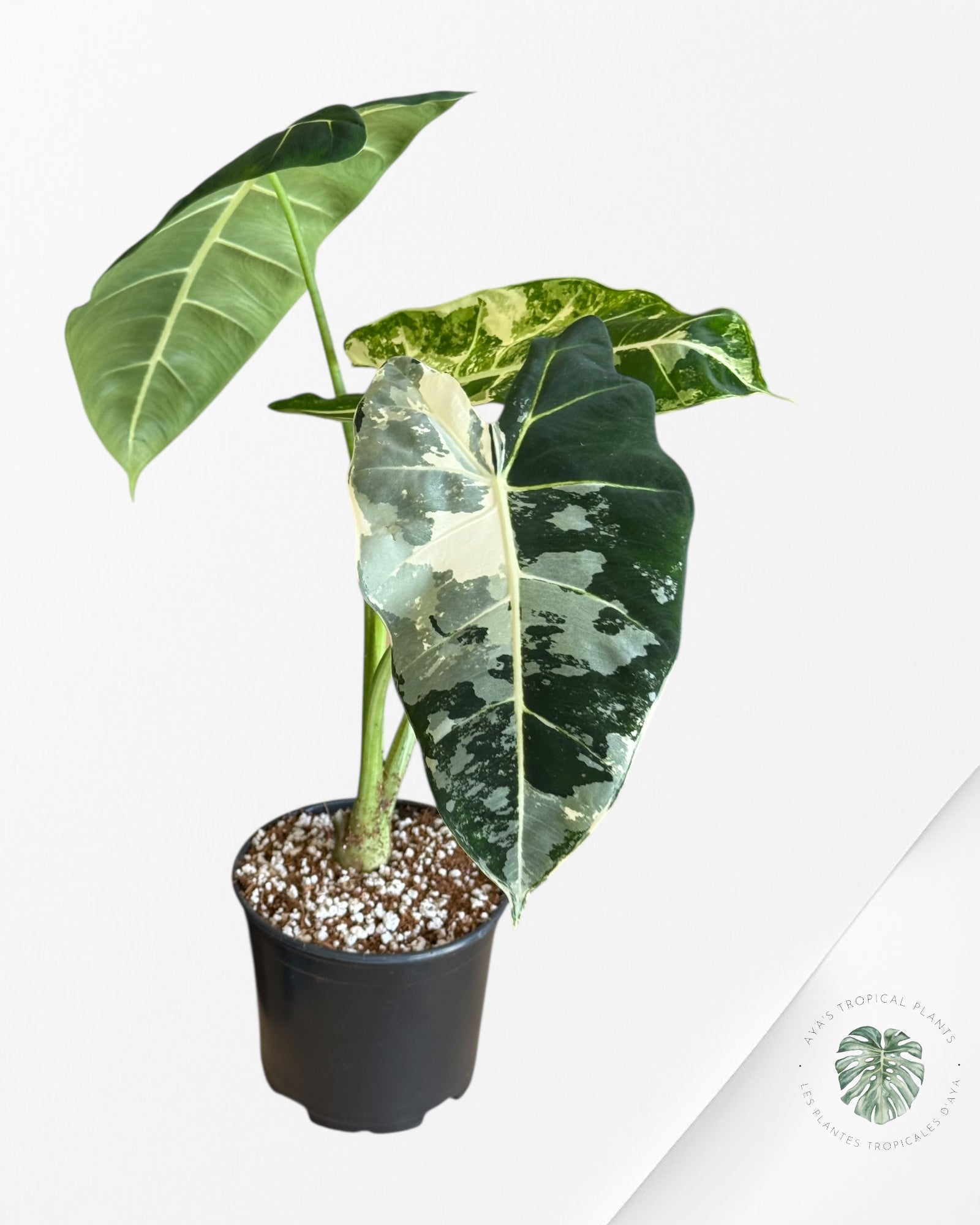 Alocasia Frydek Panaché - V2