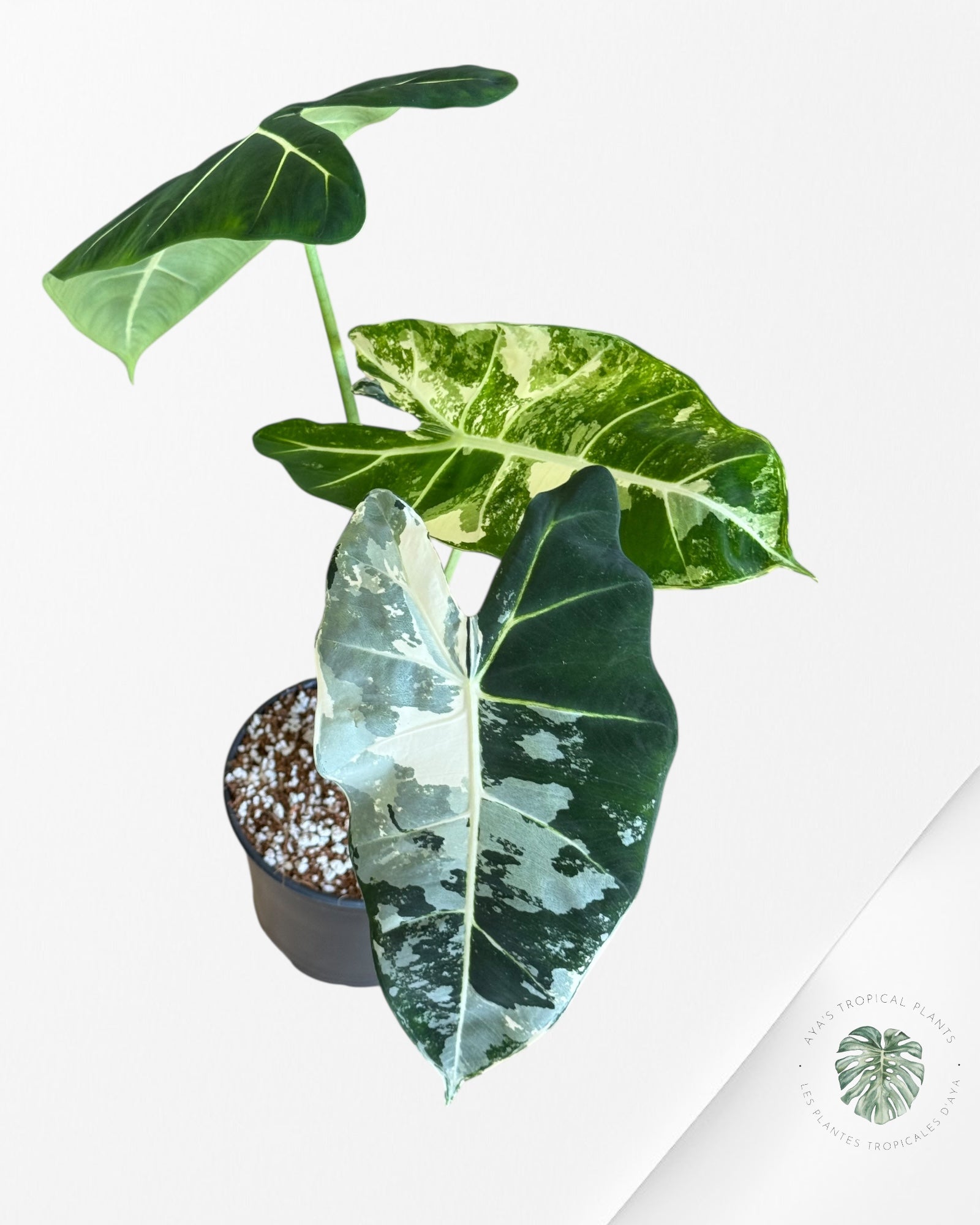 Alocasia Frydek Panaché - V2