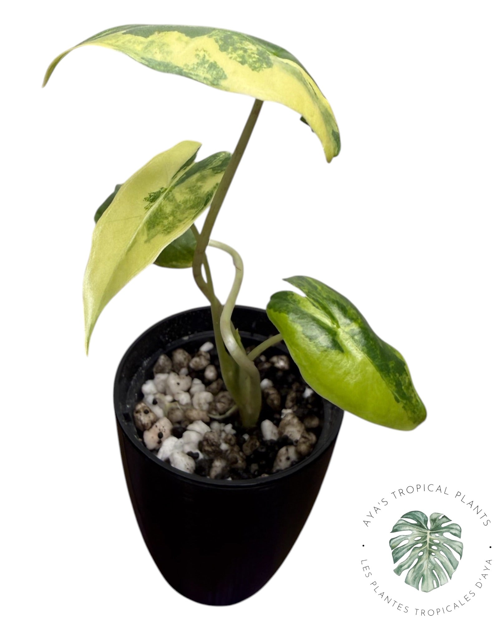 Alocasia Sarian Aurea
