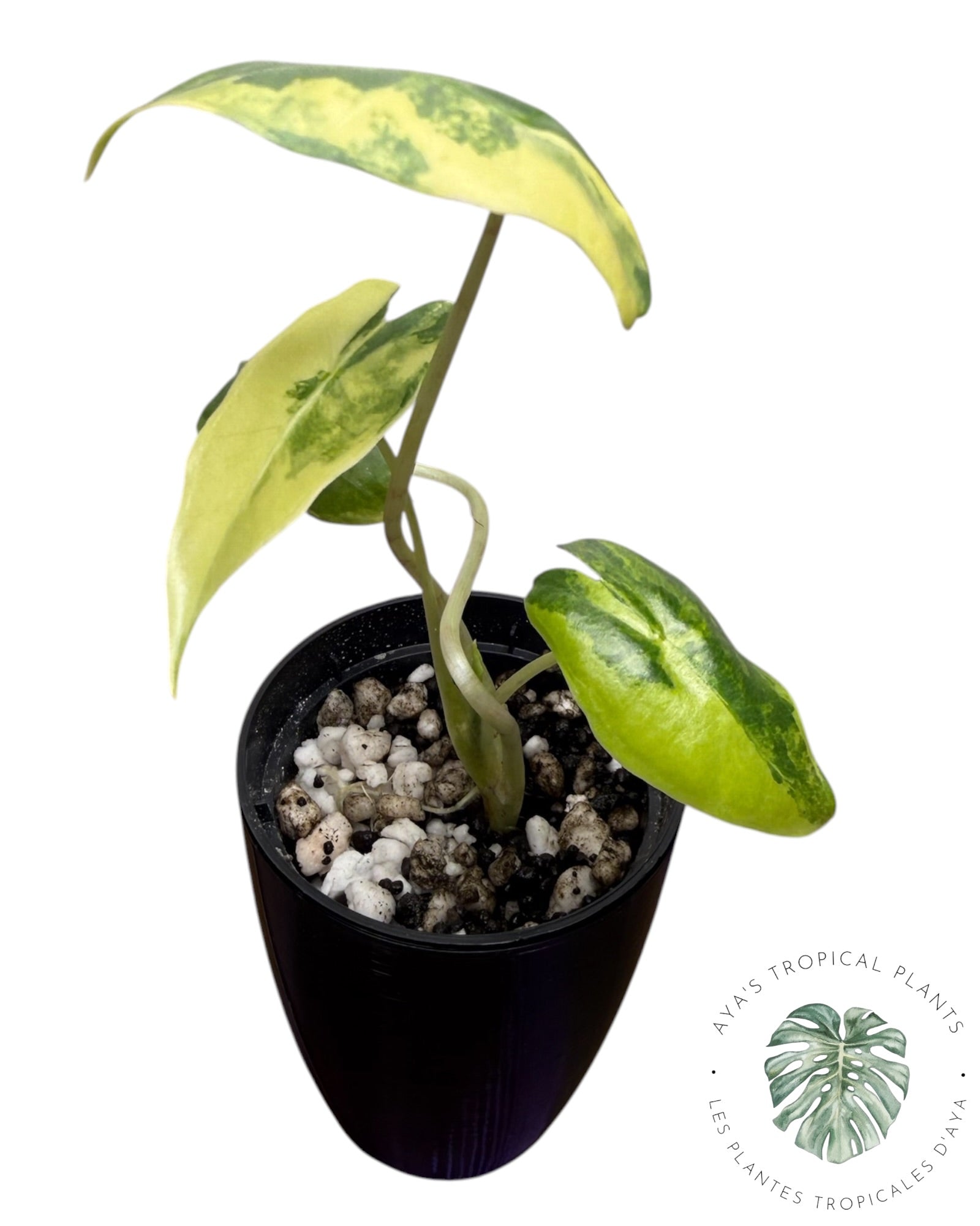 Alocasia Sarian Aurea