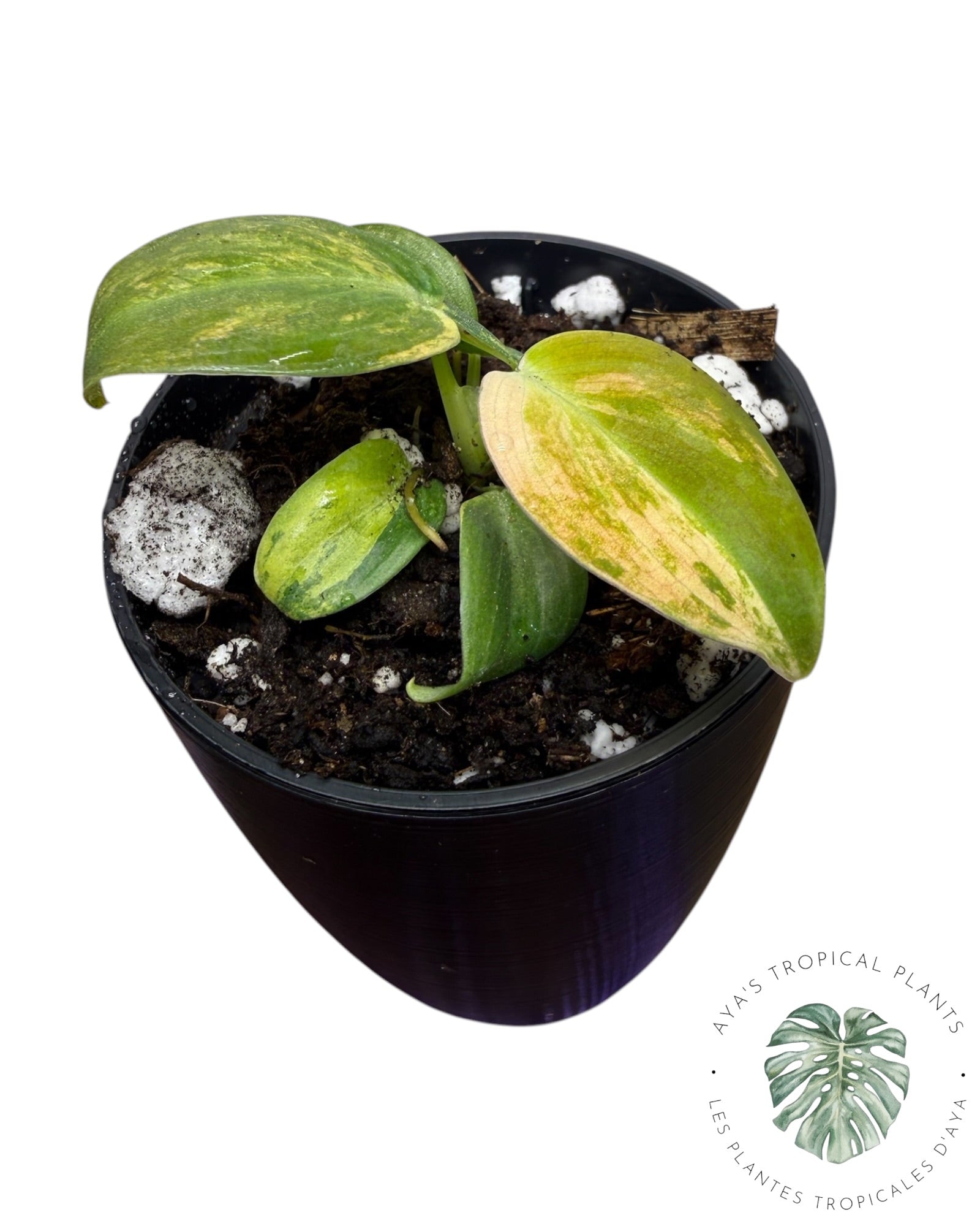 Philodendron Melanochrysum Orange