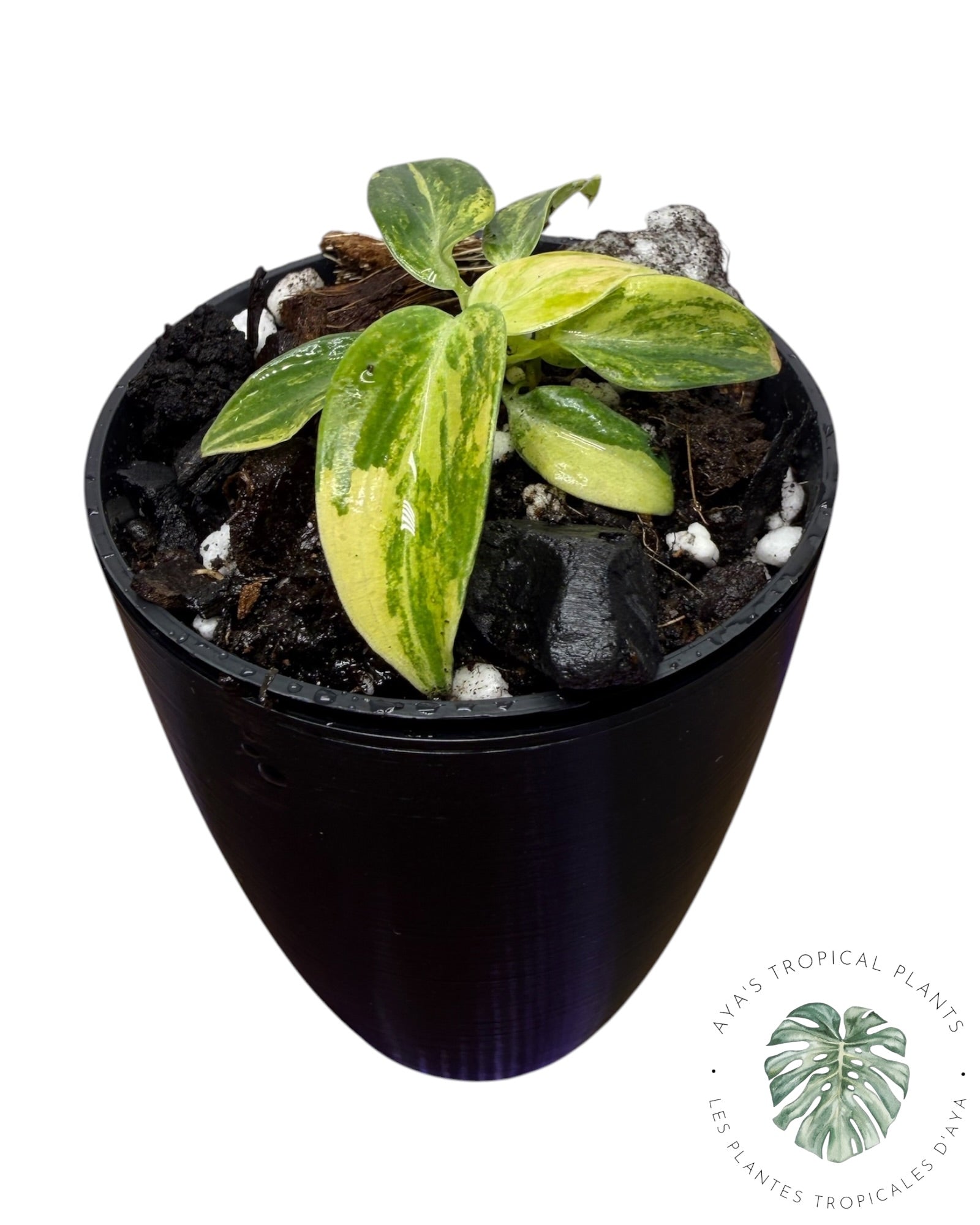 Philodendron Melanochrysum Orange (Copie)