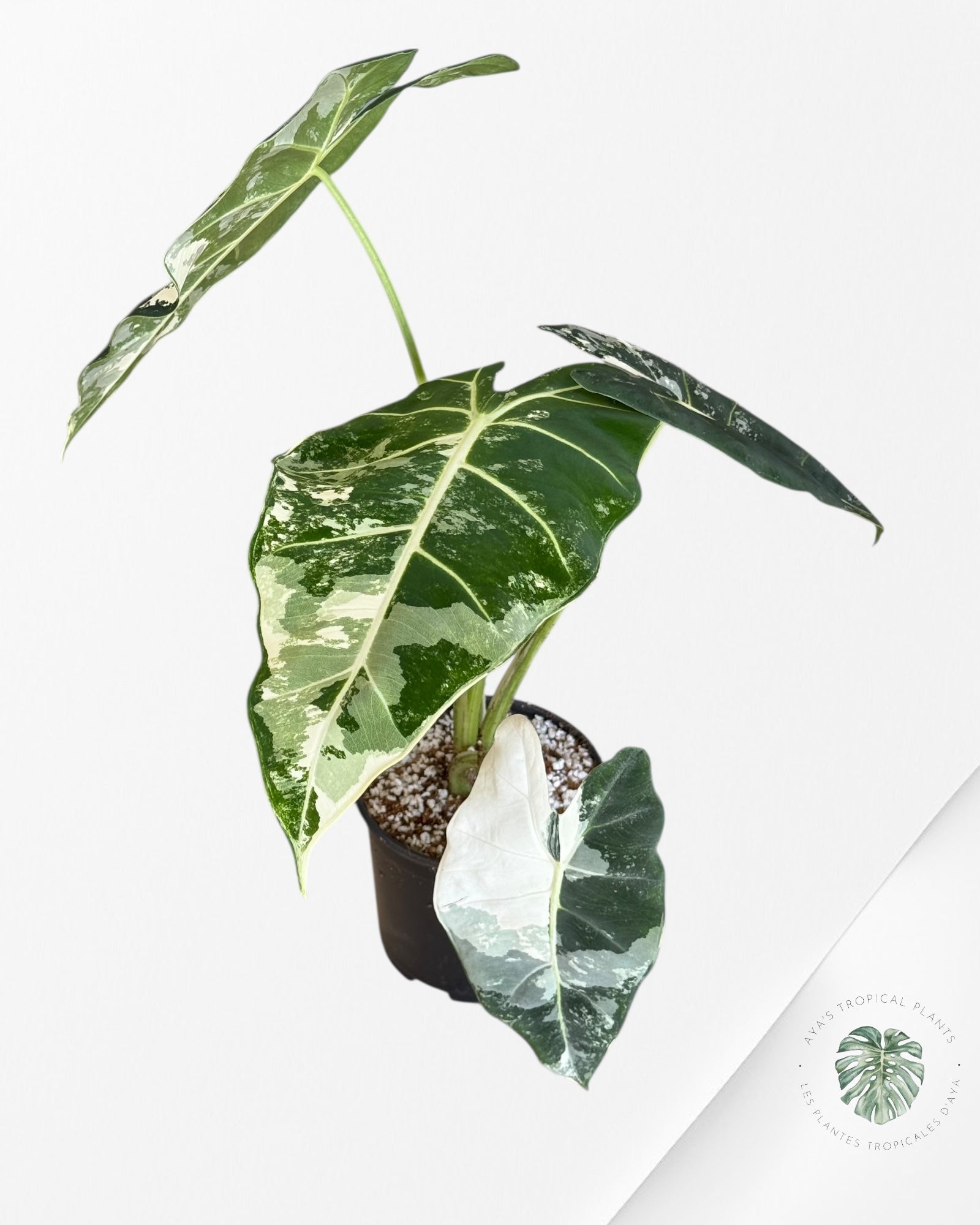 Alocasia Frydek Panaché - V3