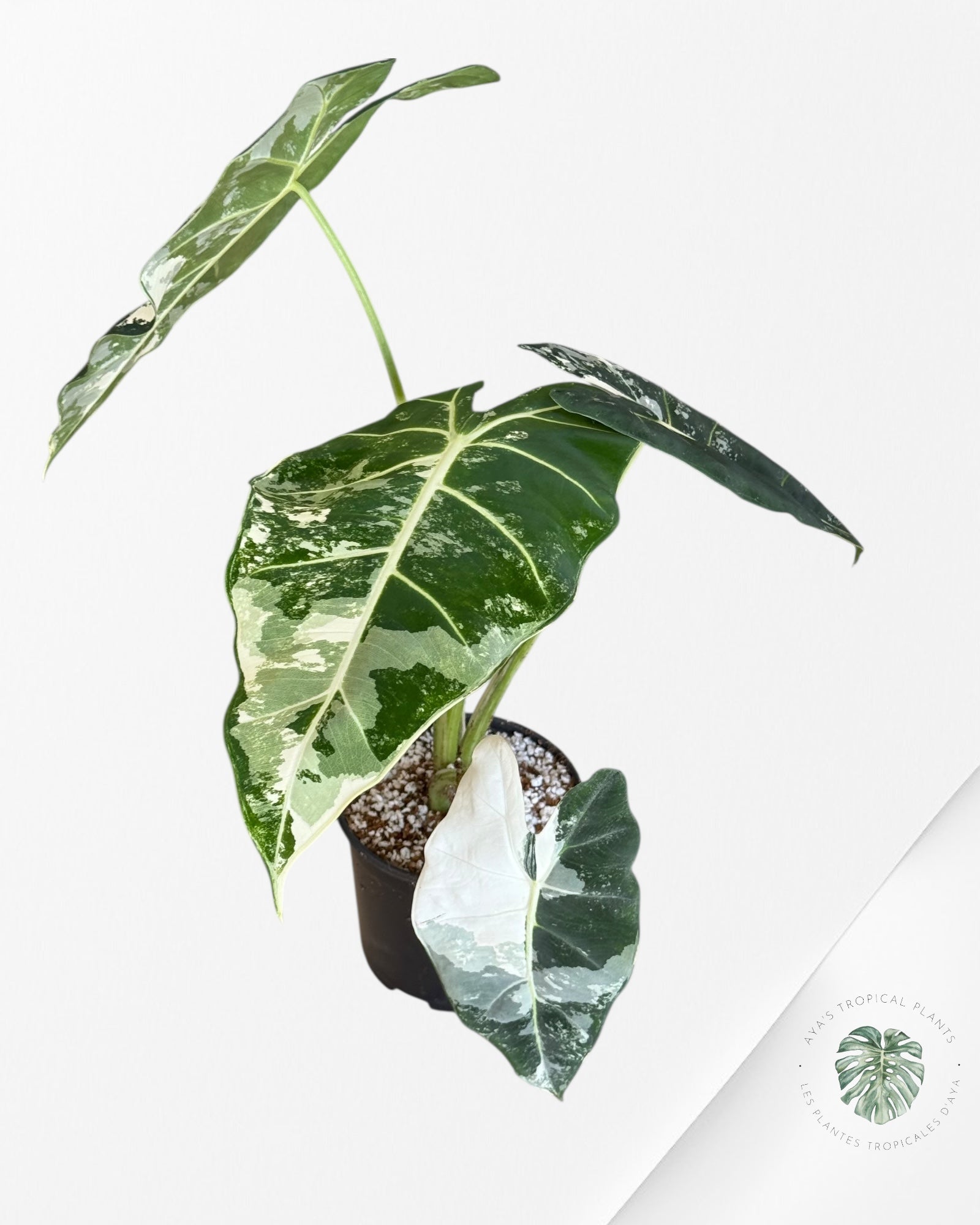 Alocasia Frydek Panaché - V3