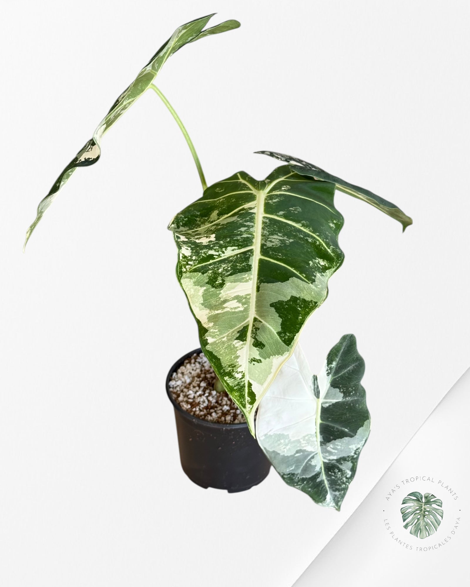 Alocasia Frydek Panaché - V3