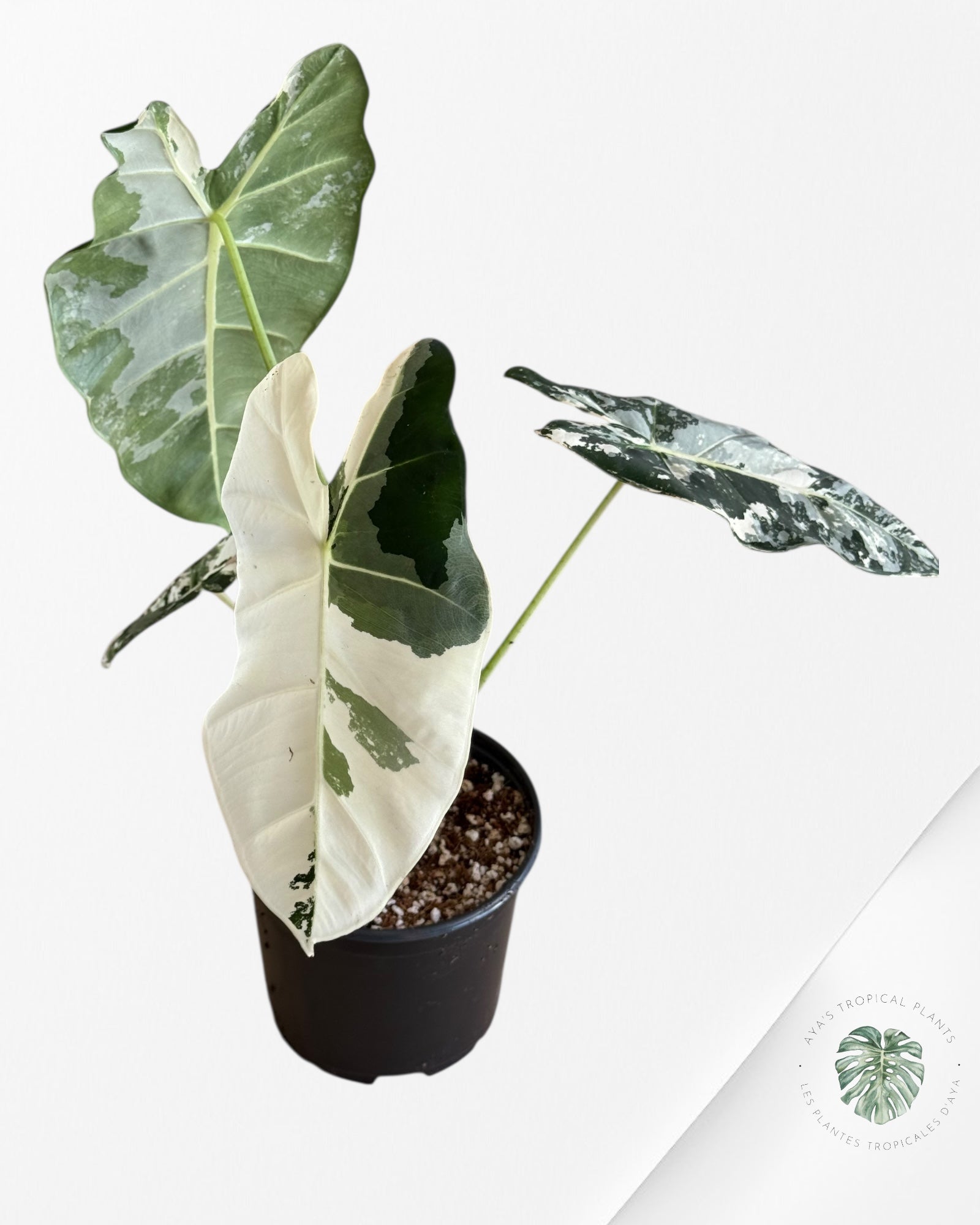 Alocasia Frydek Panaché - V4