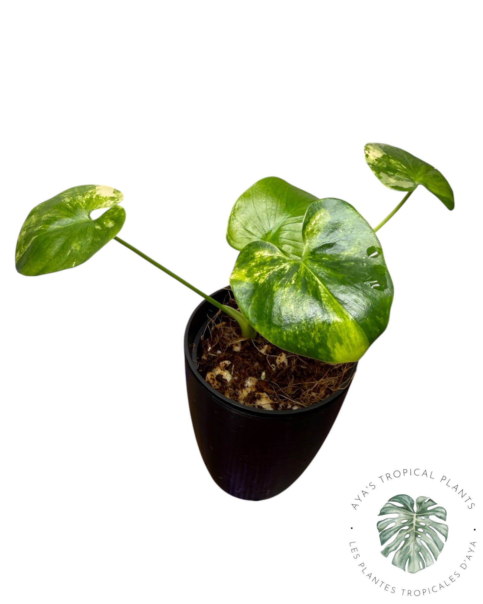 Philodendron Bipinnatifidum Variegated