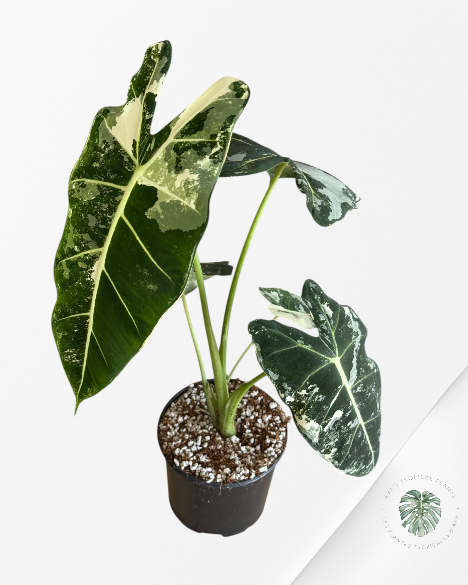 Alocasia Frydek Panaché - V5