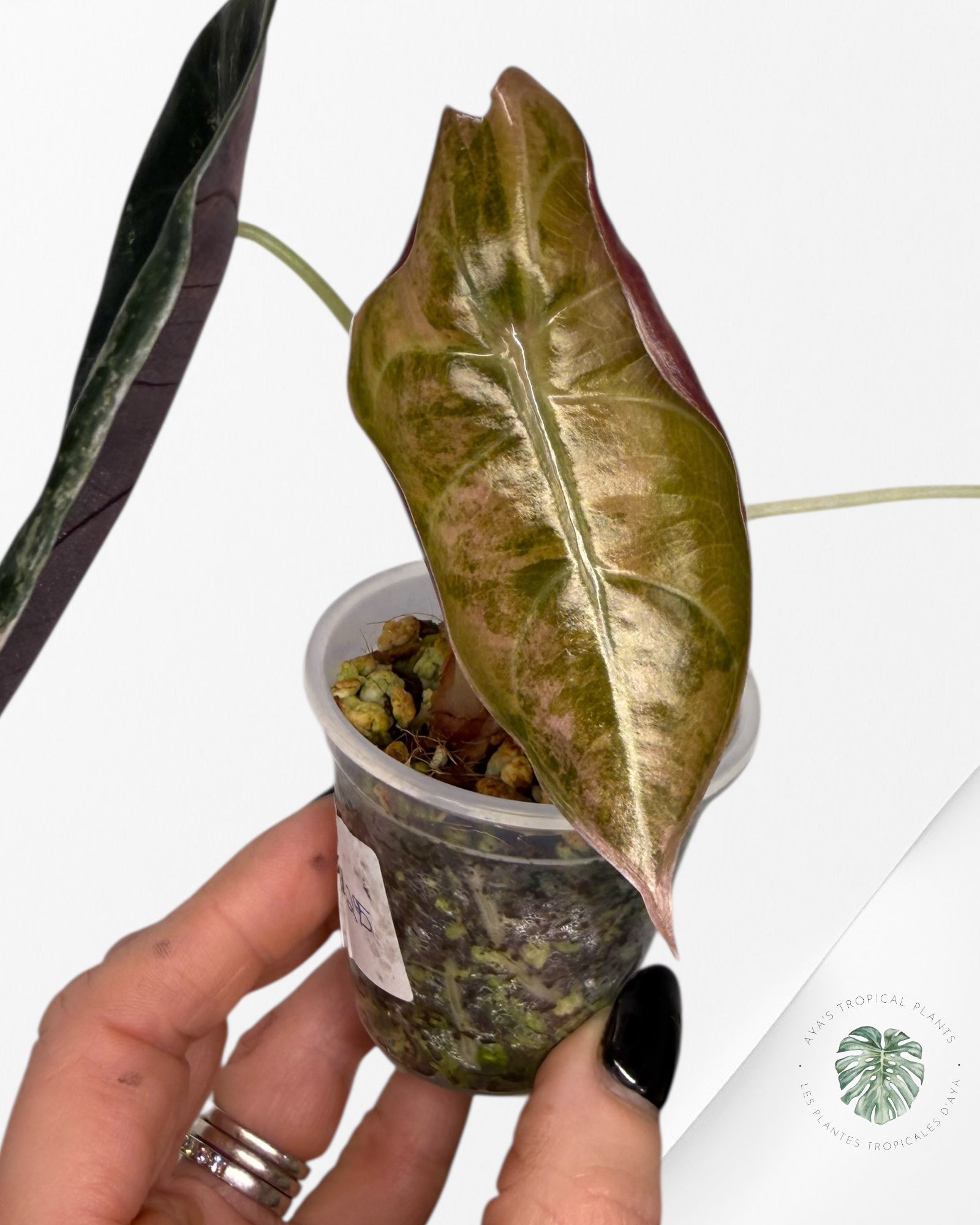 Alocasia Sedenii Aurea panachée| Plante TC rare| Les plantes tropicales d'Aya